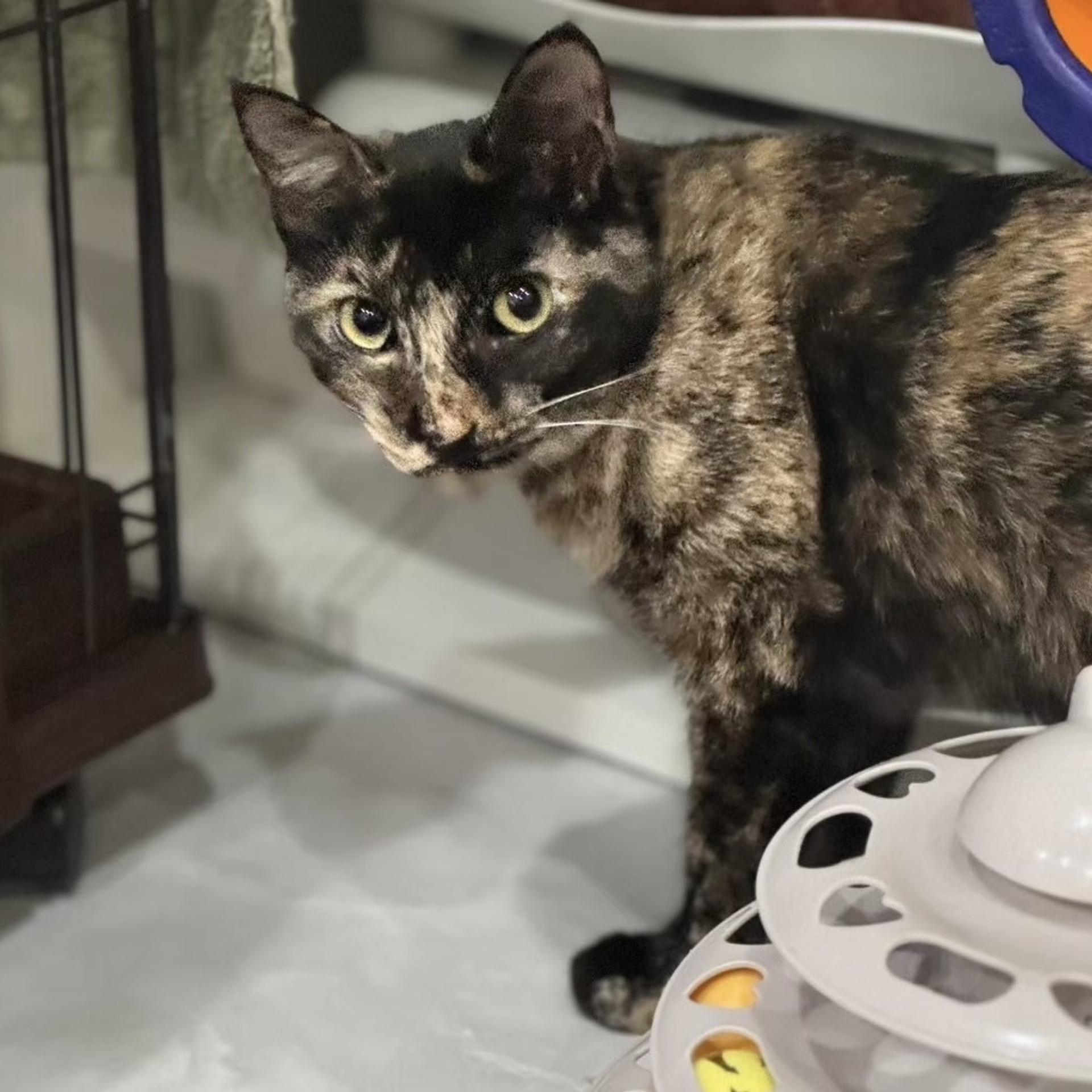 pet-image-2