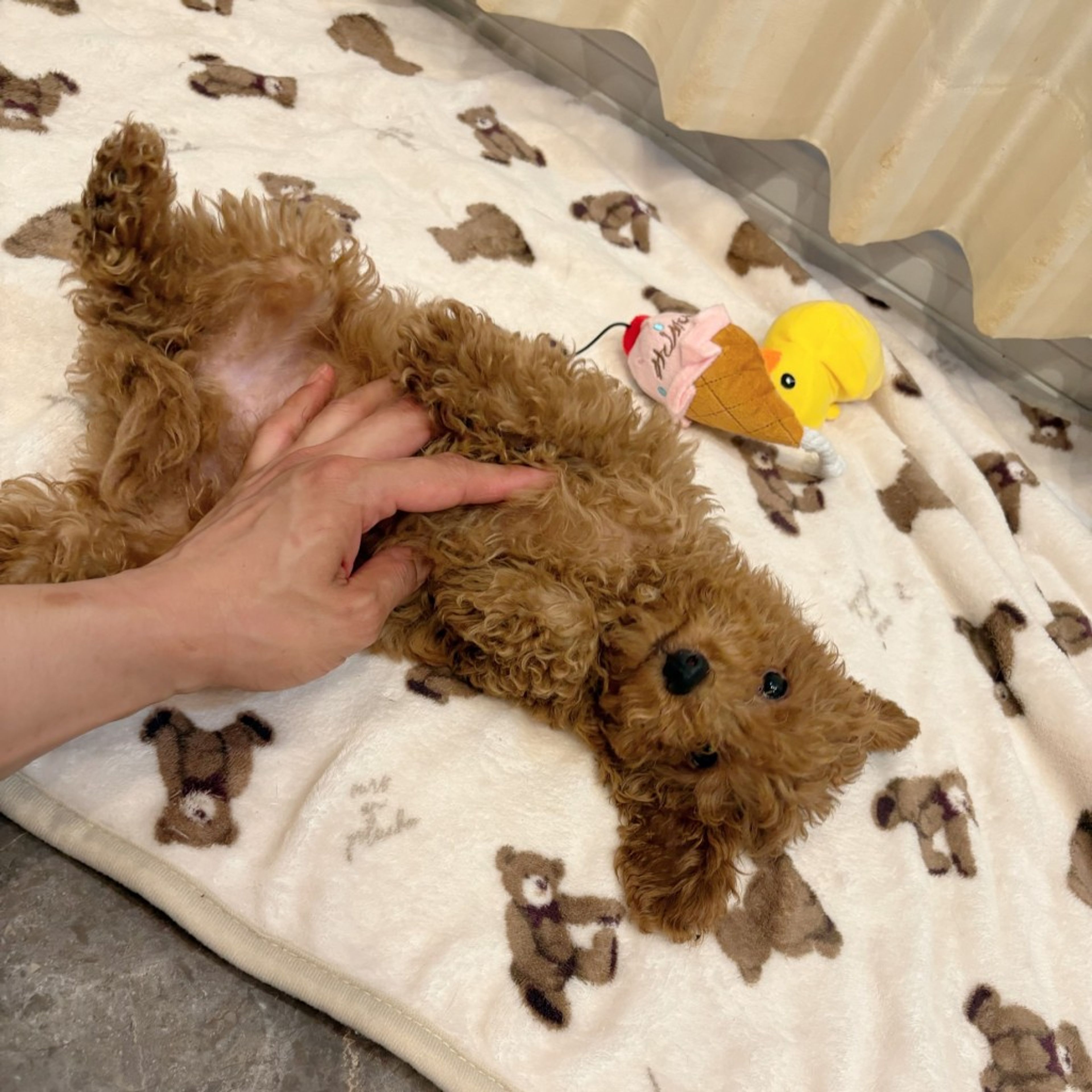 image-7