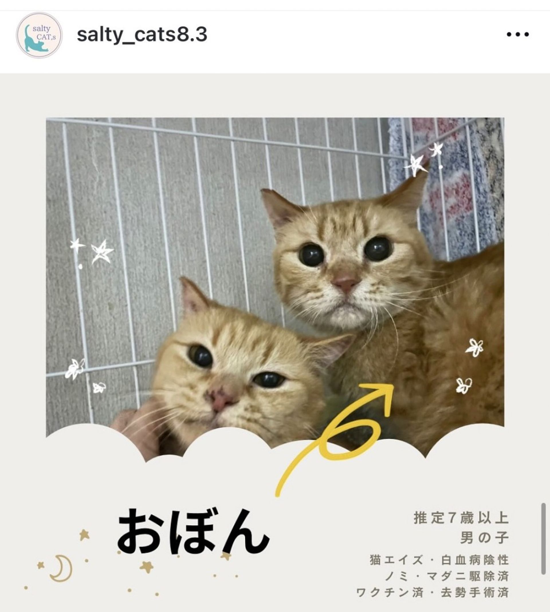雑種（ミックス猫）・オスの里親募集の写真