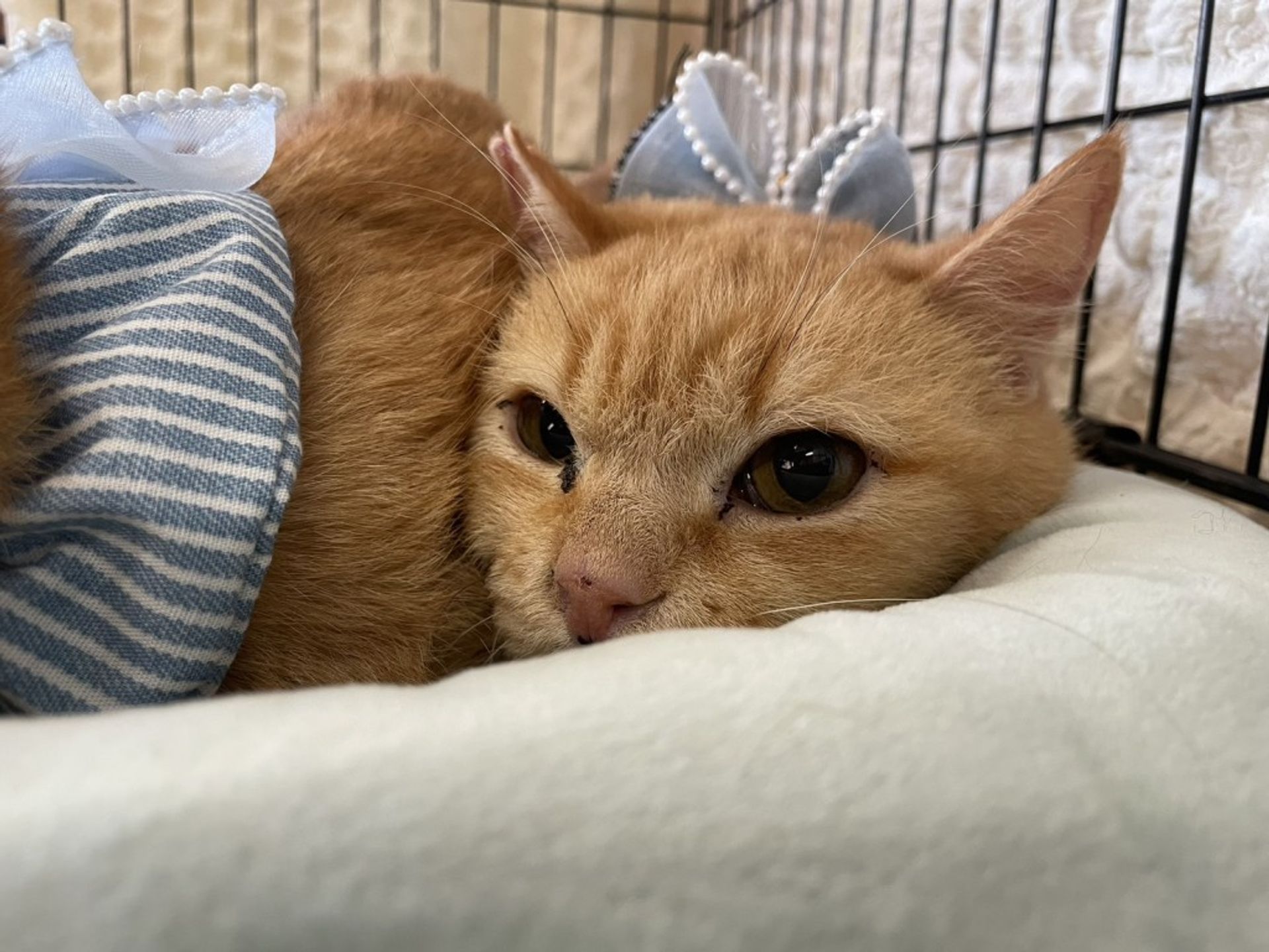 雑種（ミックス猫）・オスの里親募集の写真