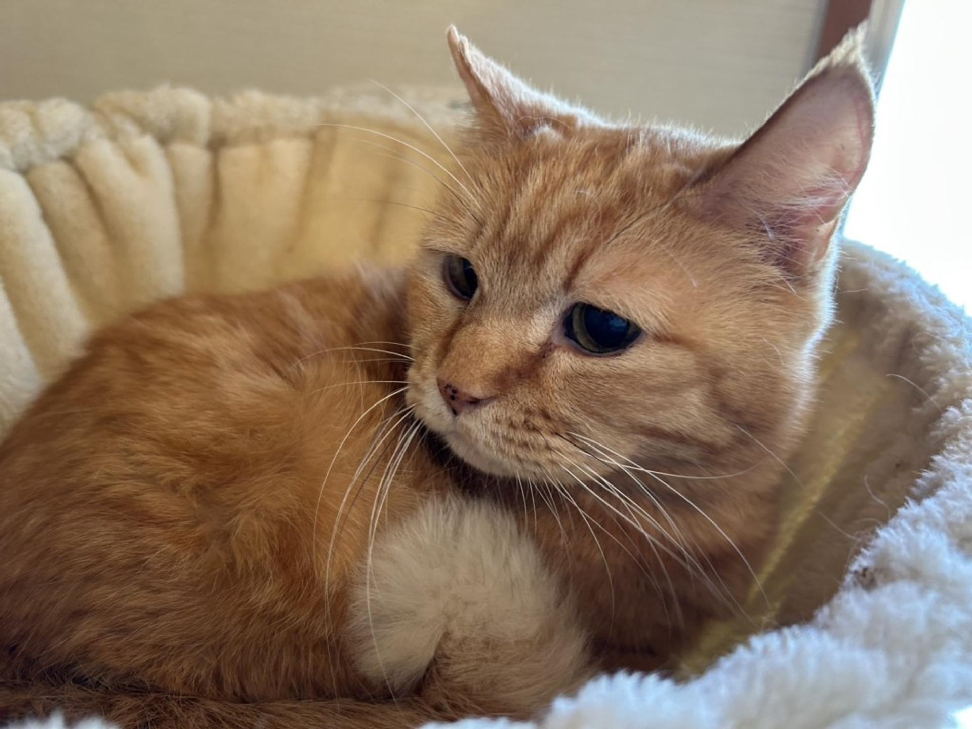 pet-image-4