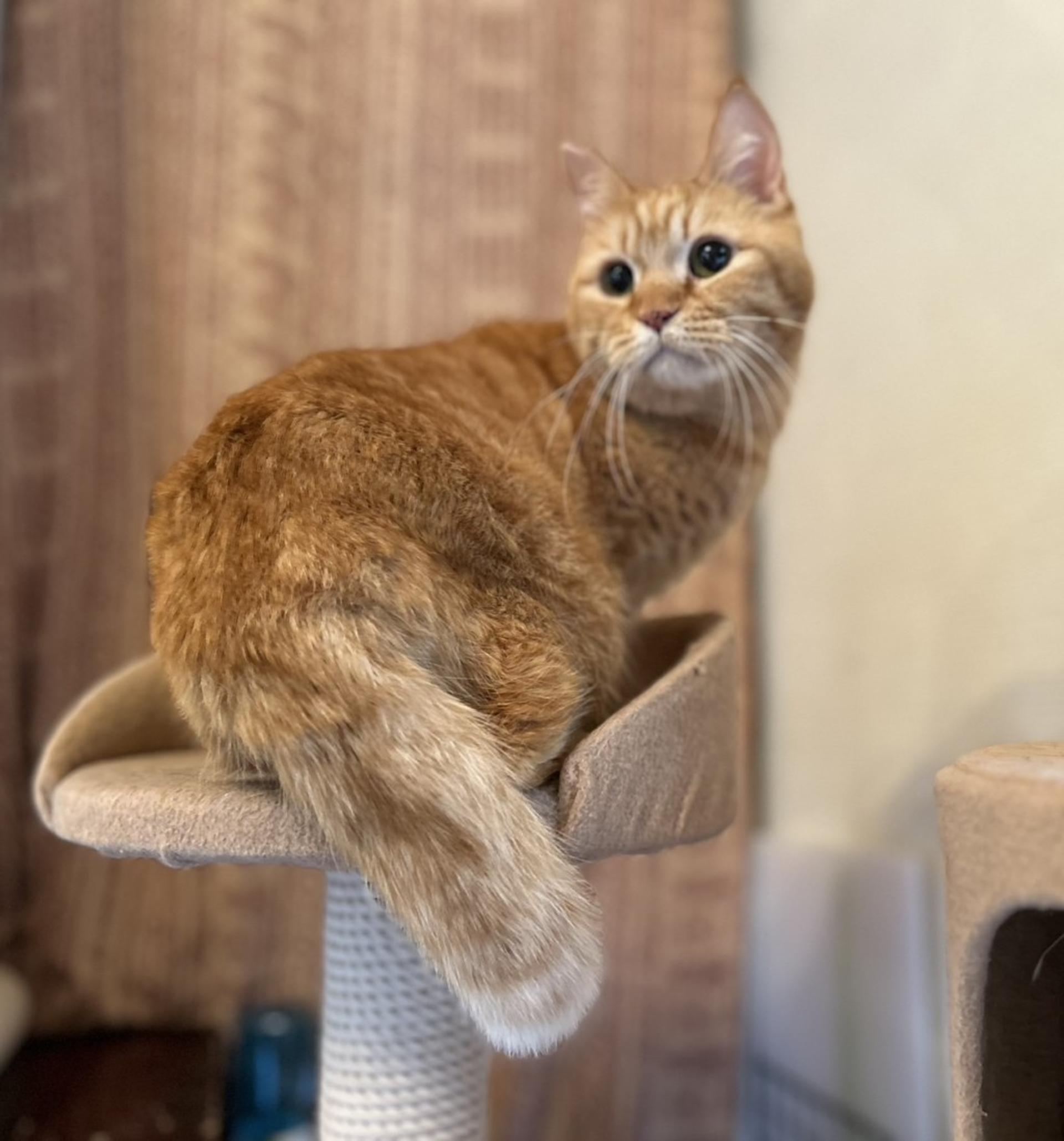 pet-image-5