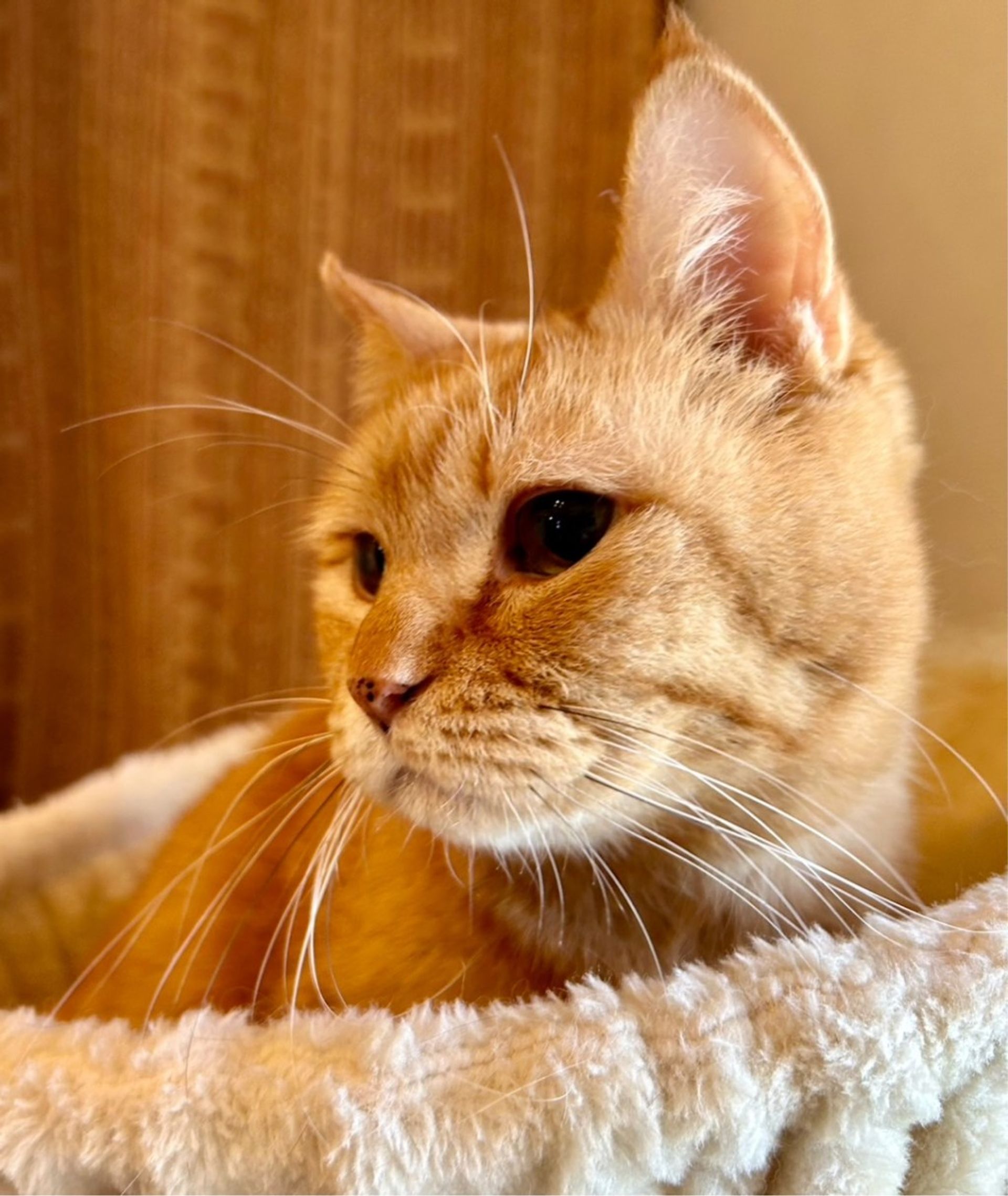 雑種（ミックス猫）・オスの里親募集の写真