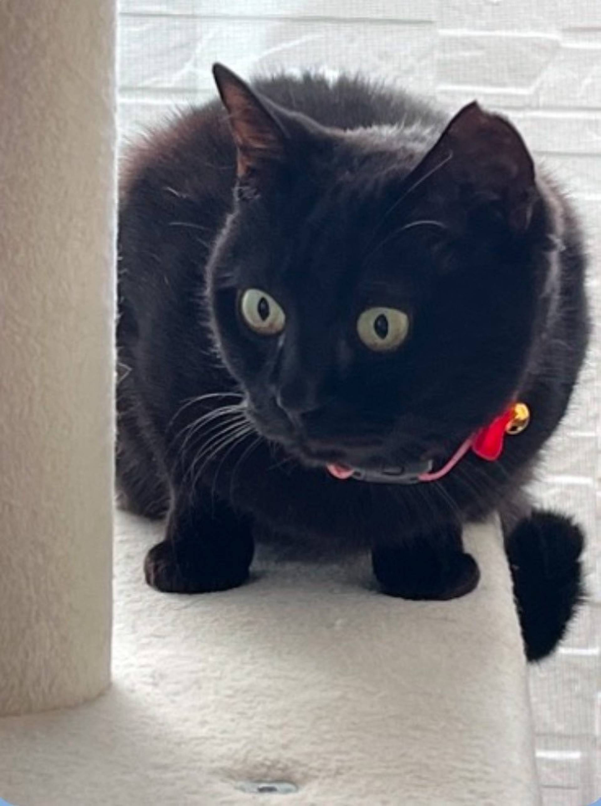雑種（ミックス猫）・メスの里親募集の写真