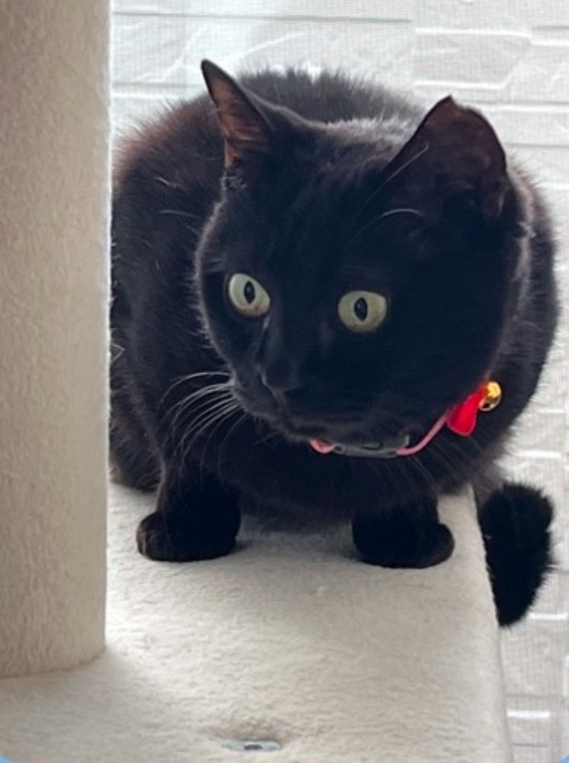 雑種（ミックス猫）・メスの里親募集の写真