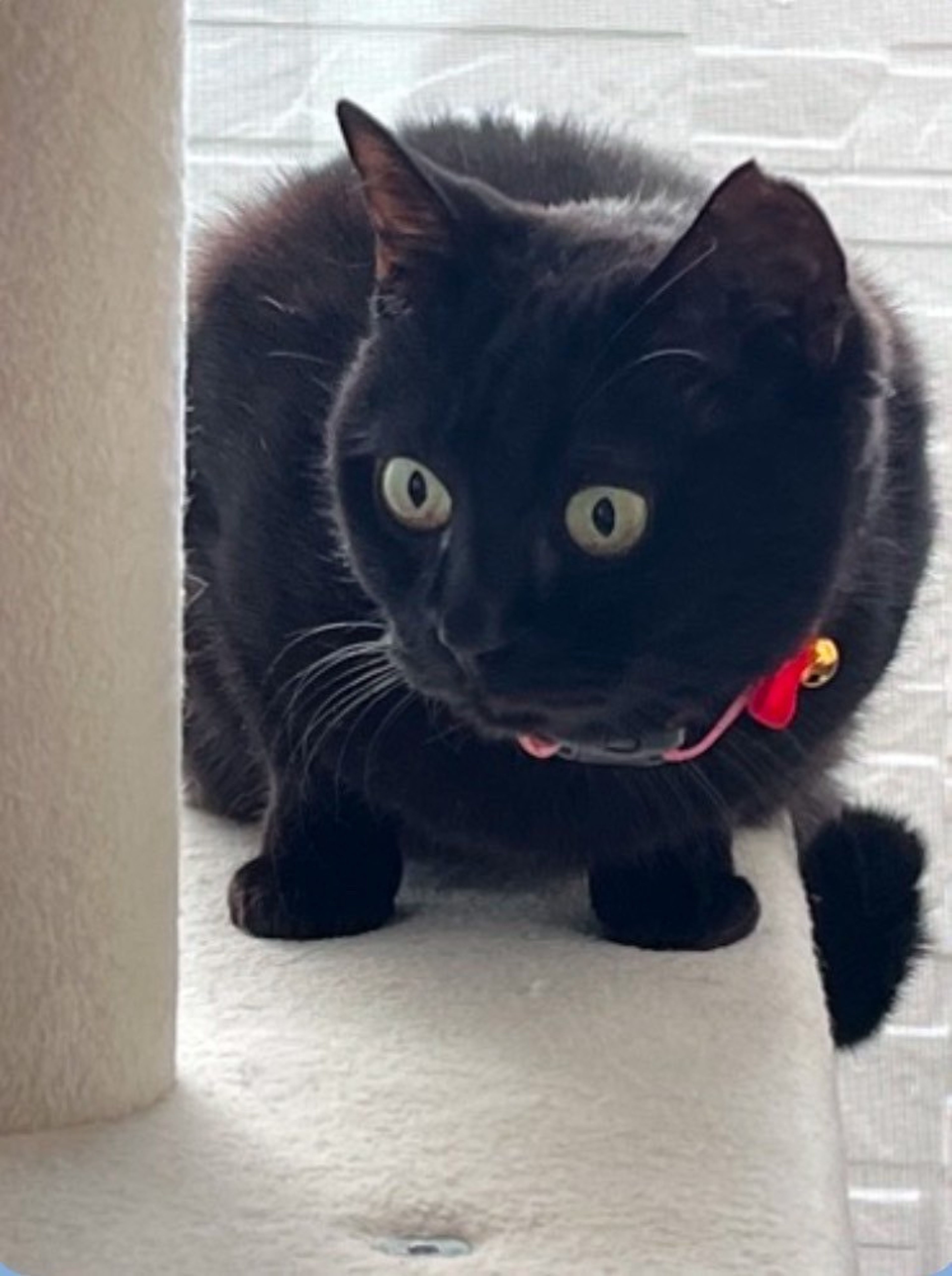 雑種（ミックス猫）・メスの里親募集の写真