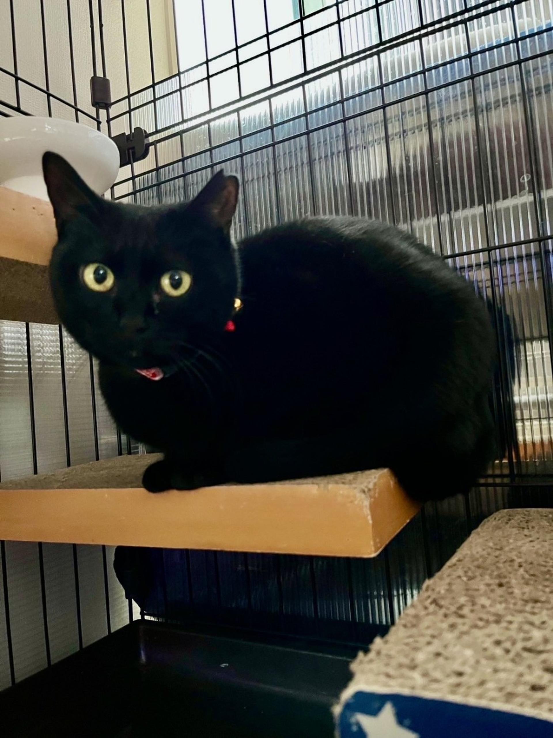 pet-image-3