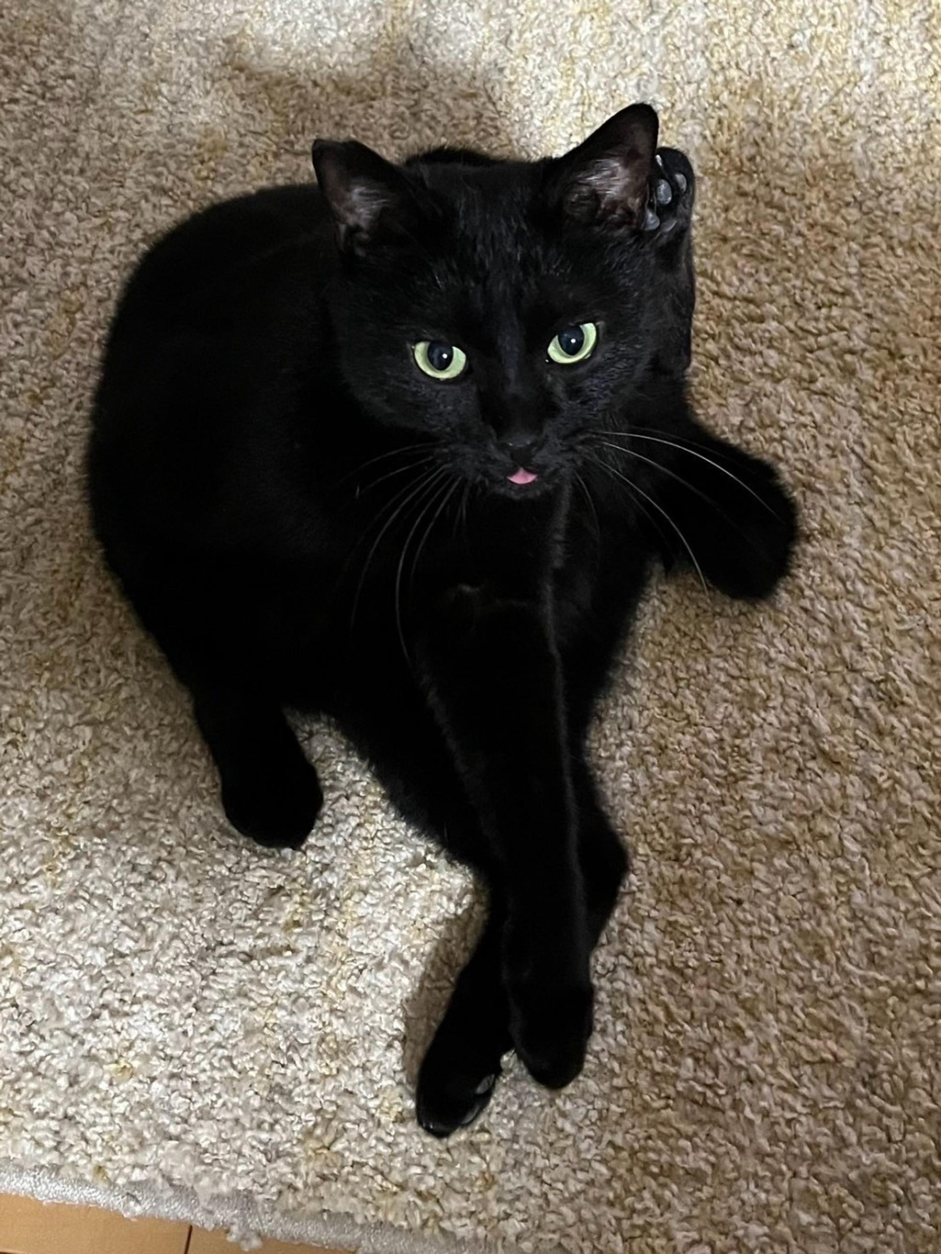 pet-image-2
