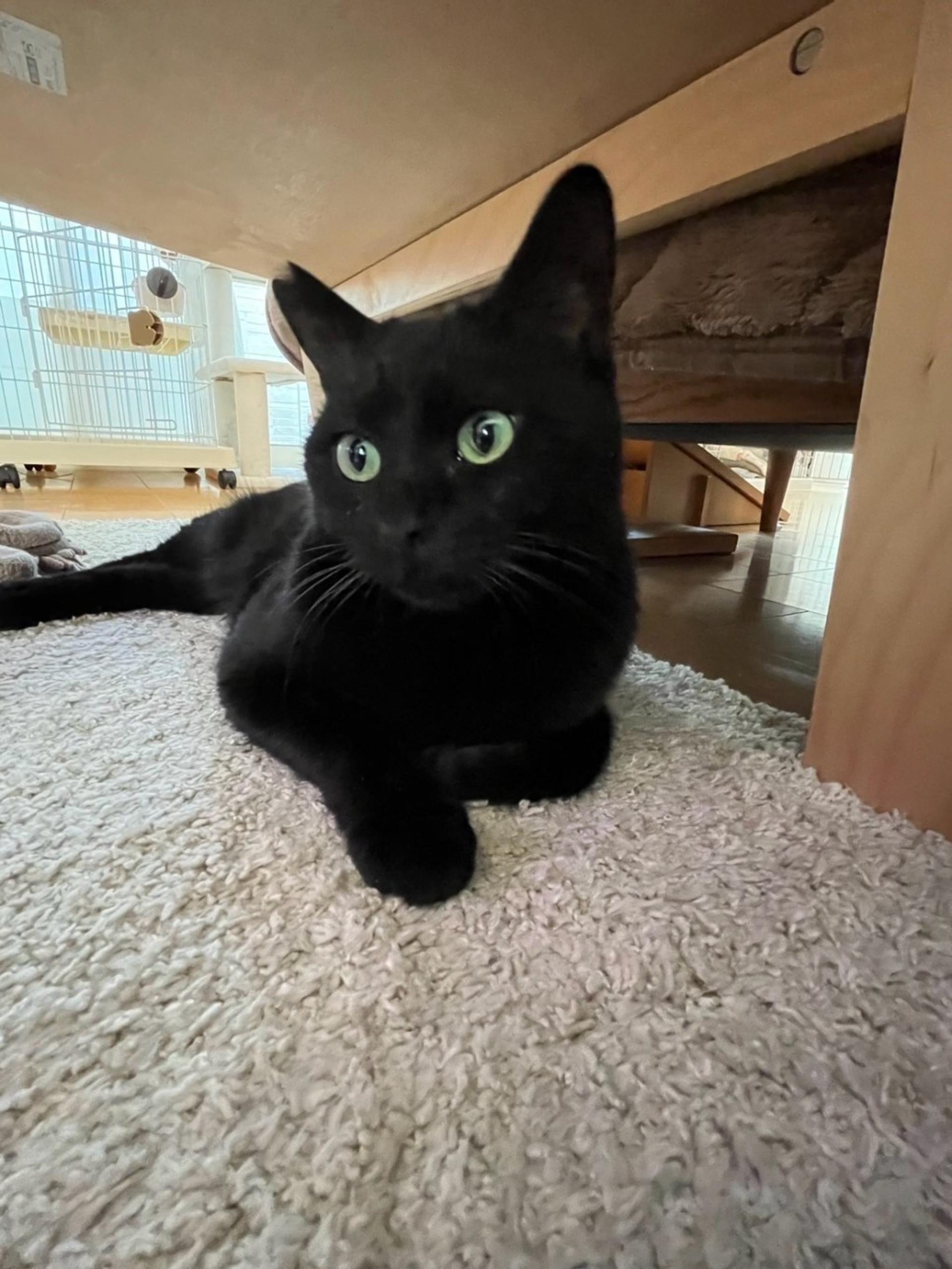 pet-image-3