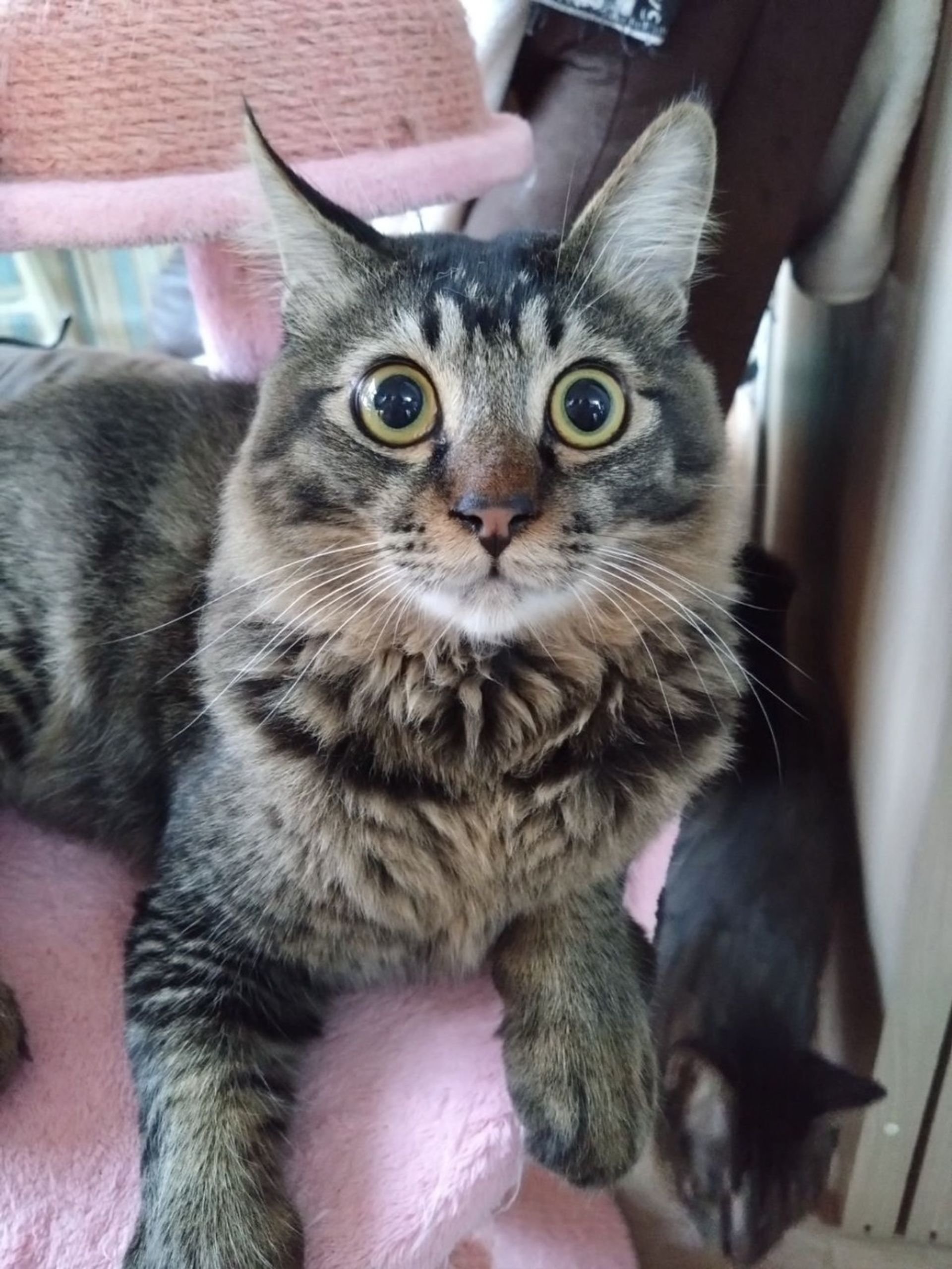 雑種（ミックス猫）・オスの里親募集の写真