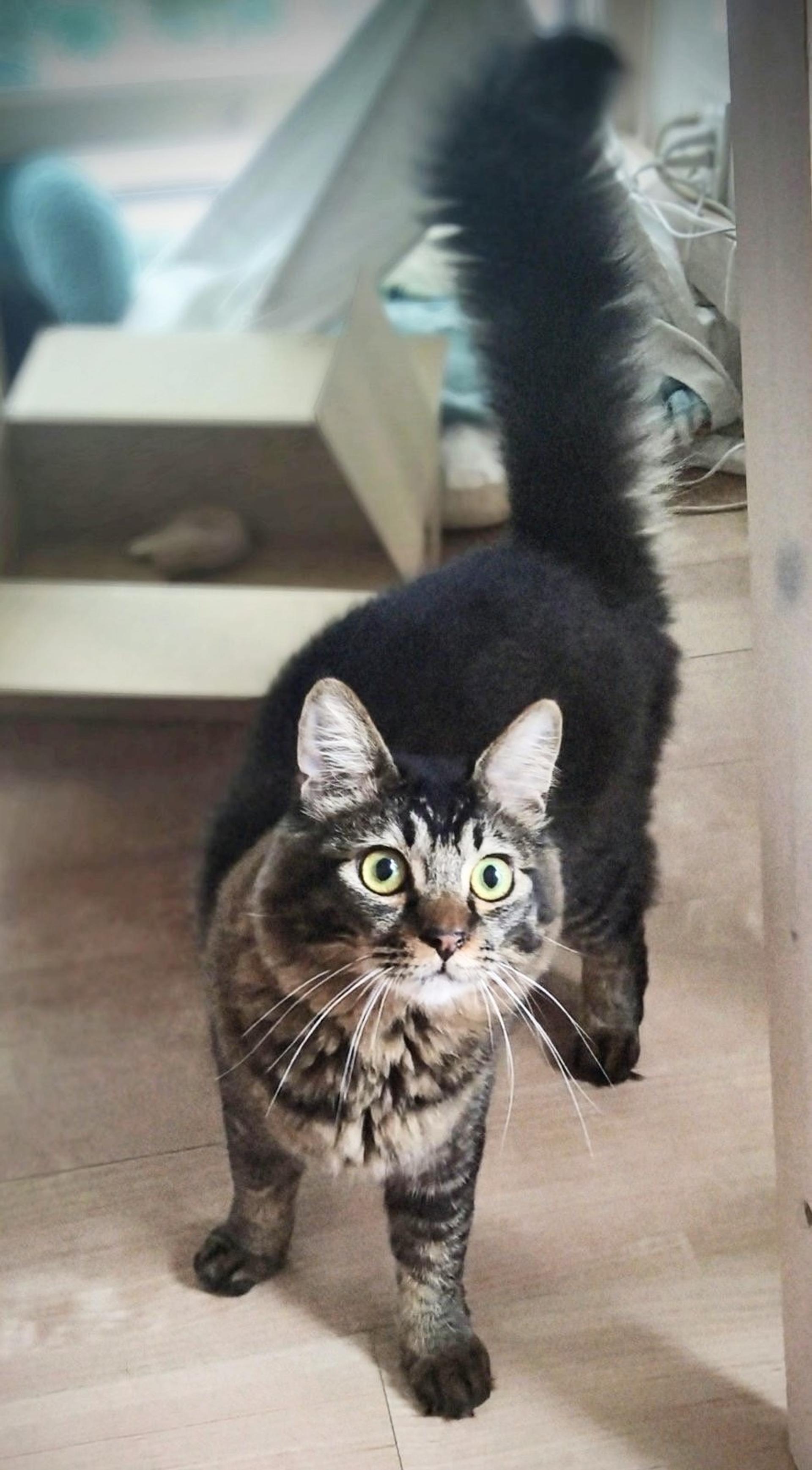 pet-image-2