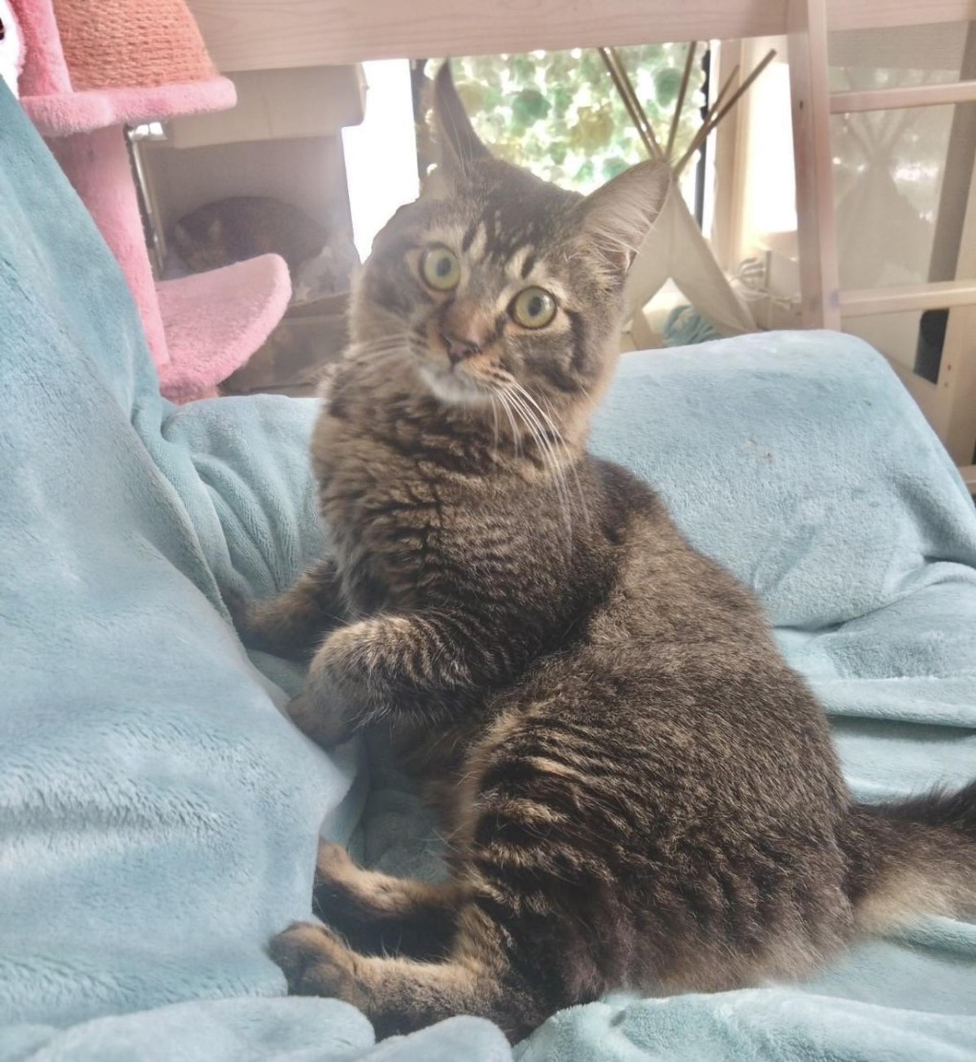 pet-image-3