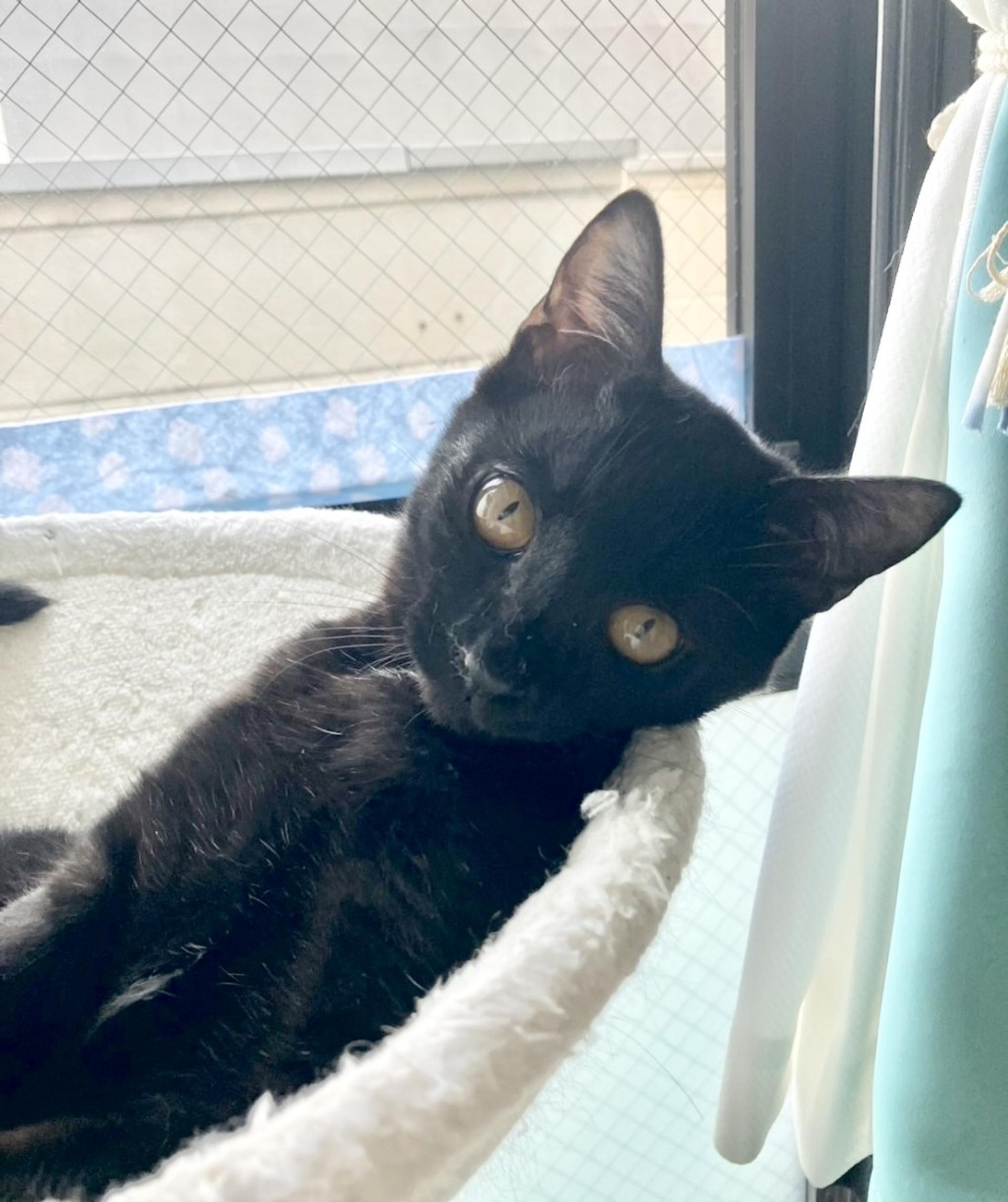 pet-image-3