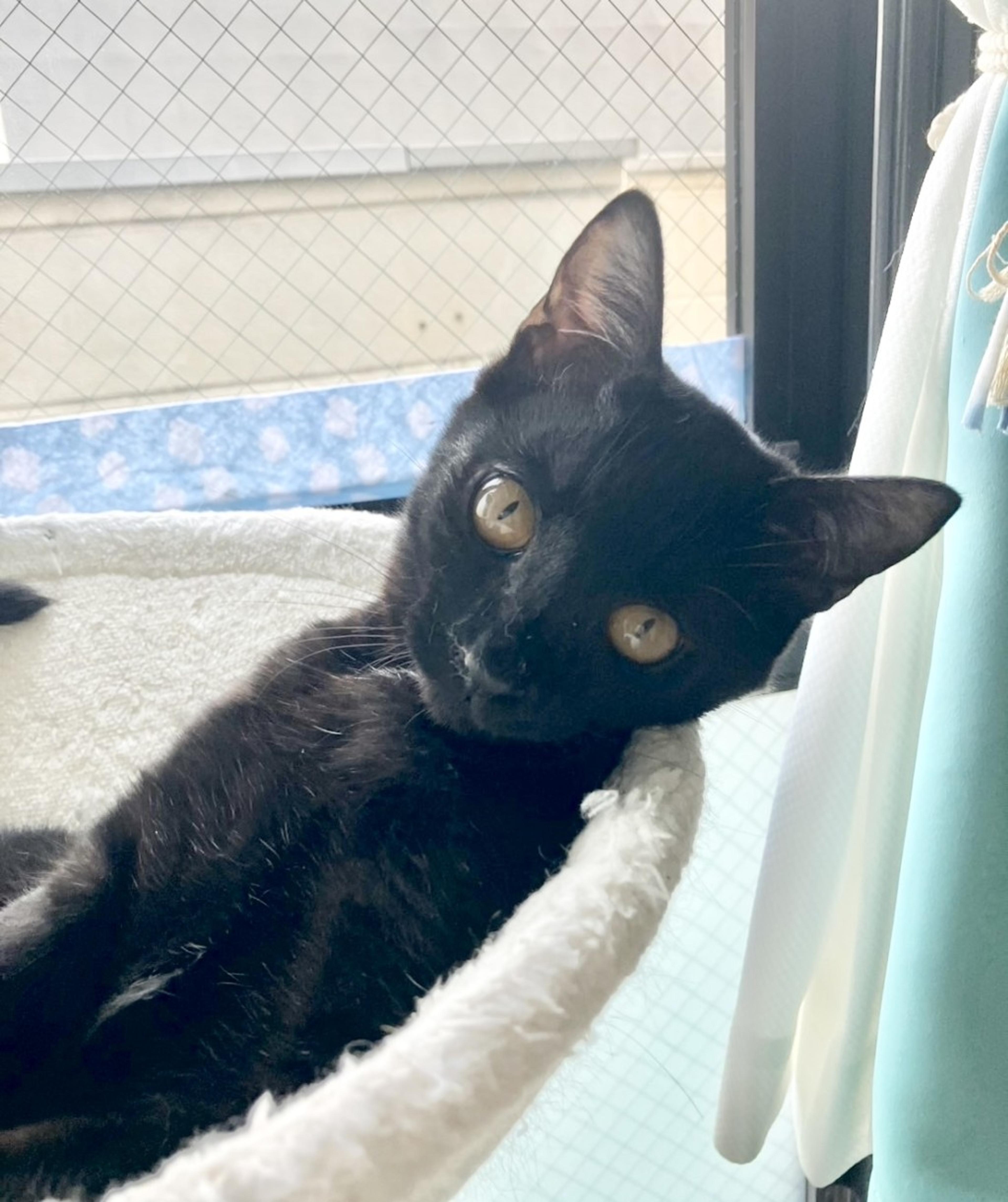 pet-image-3