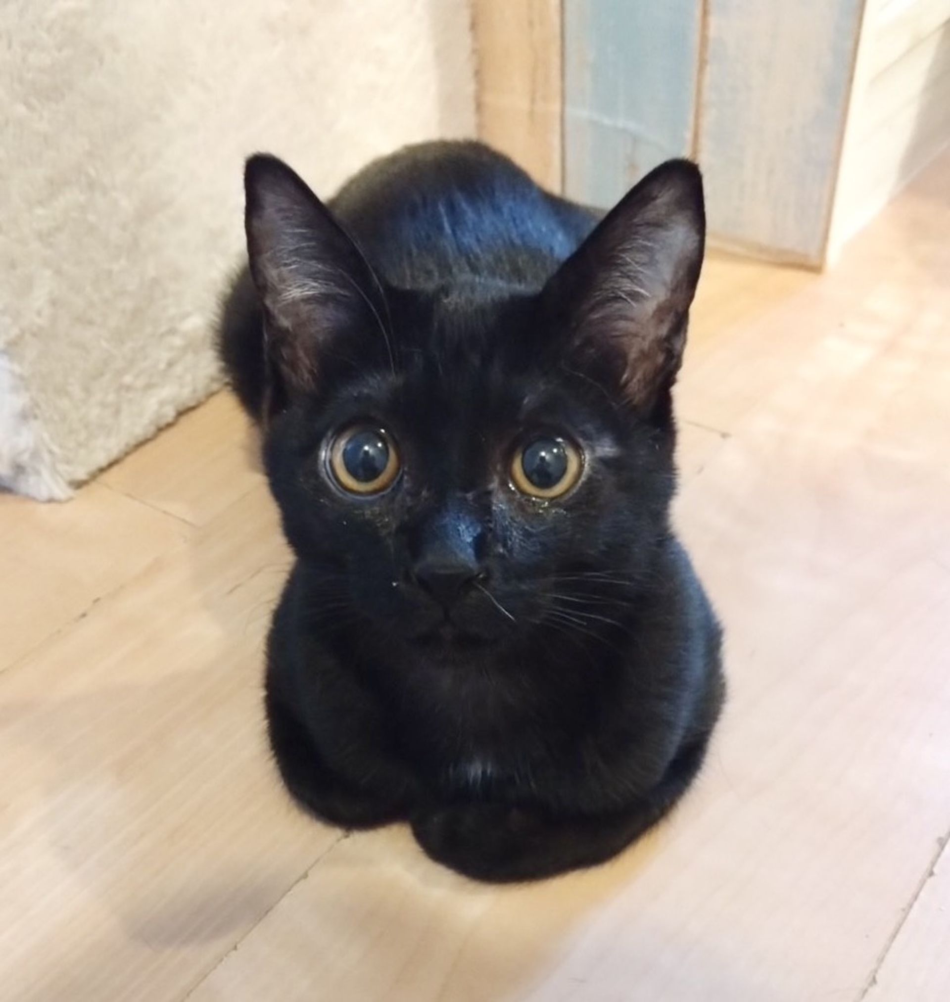 雑種（ミックス猫）・オスの里親募集の写真