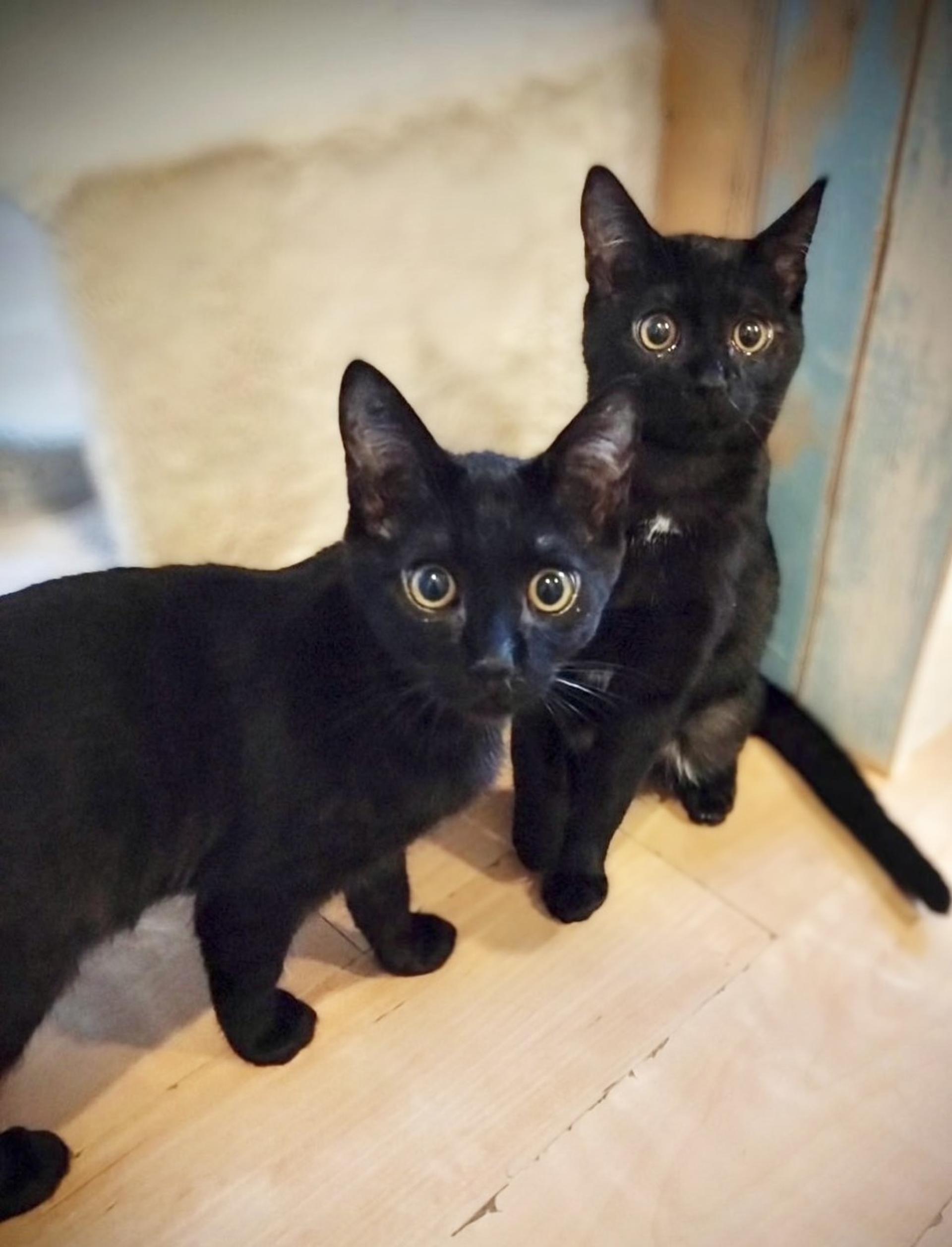 pet-image-4
