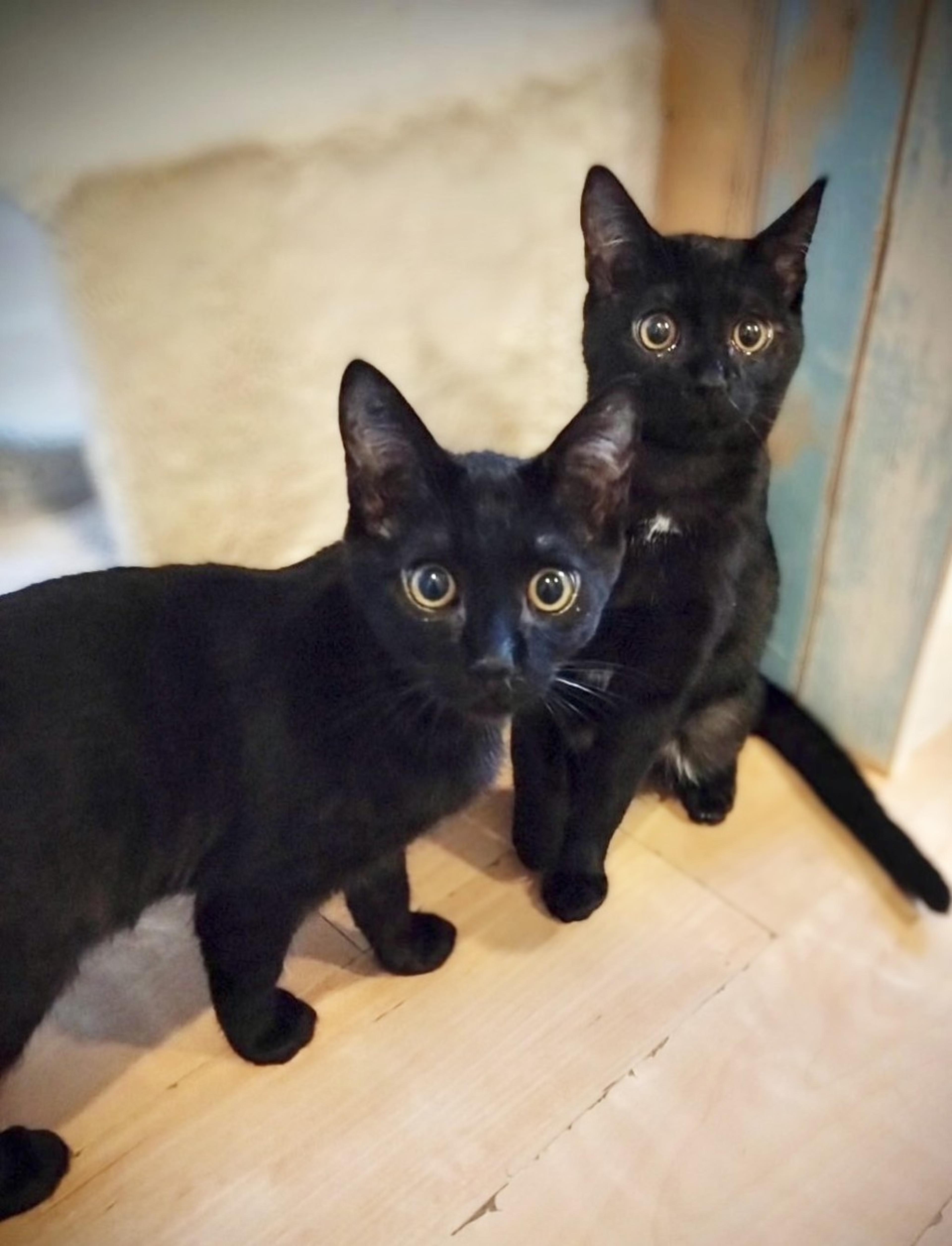pet-image-4