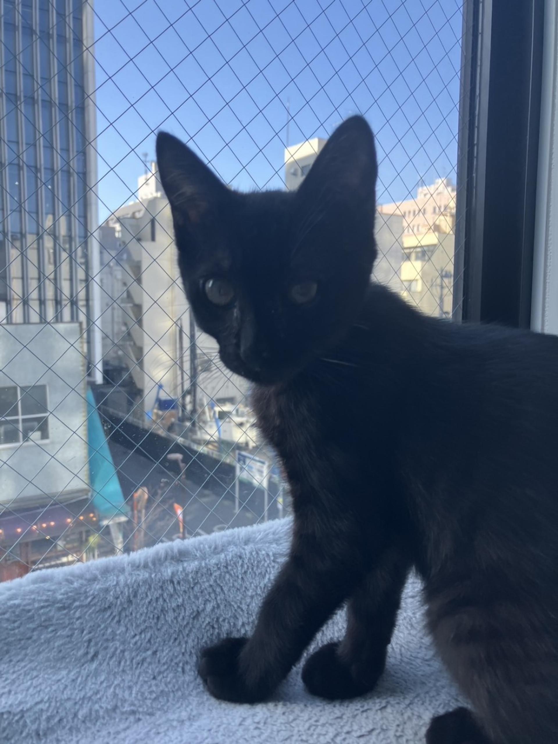 pet-image-3