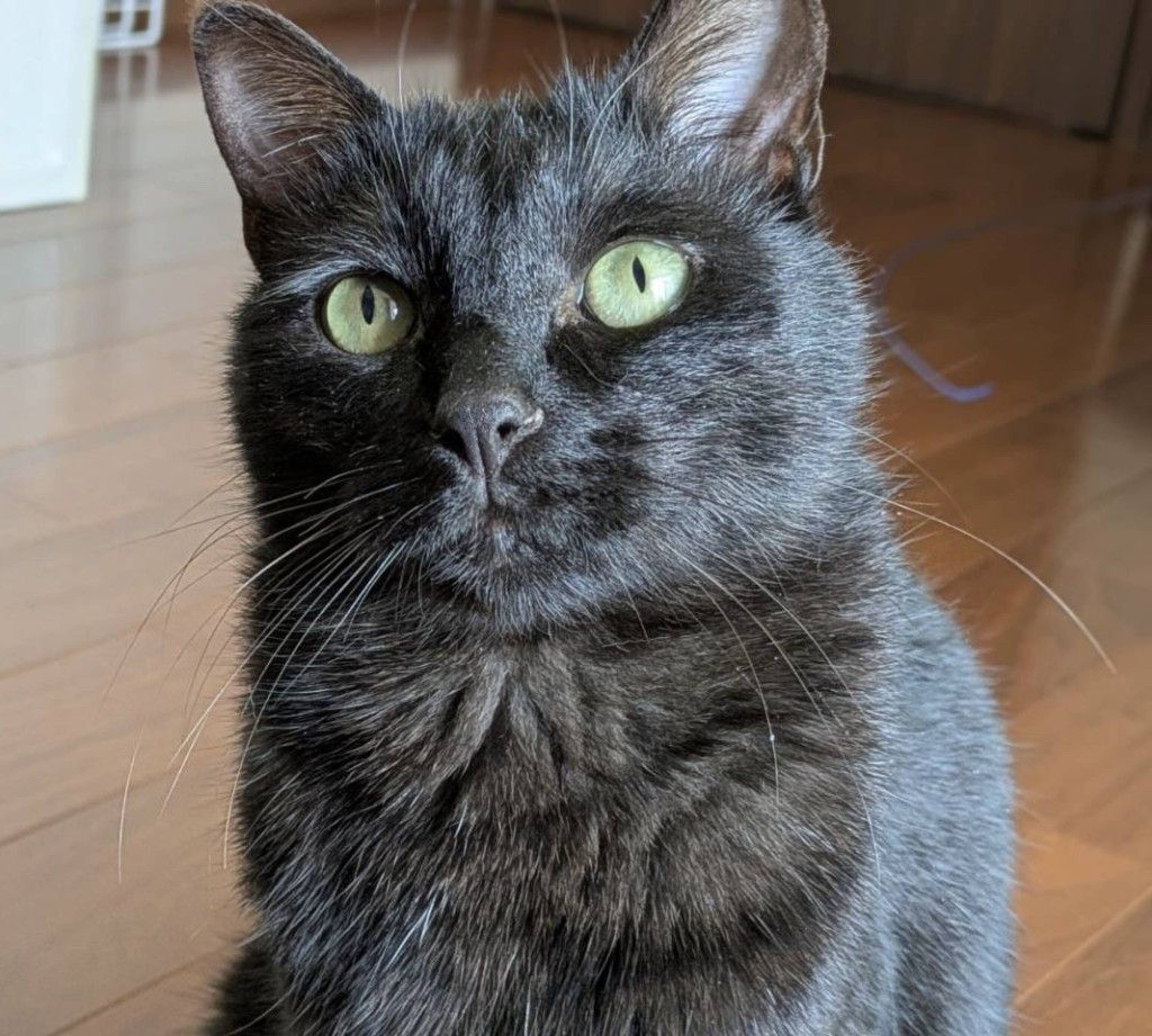 雑種（ミックス猫）・メスの里親募集の写真