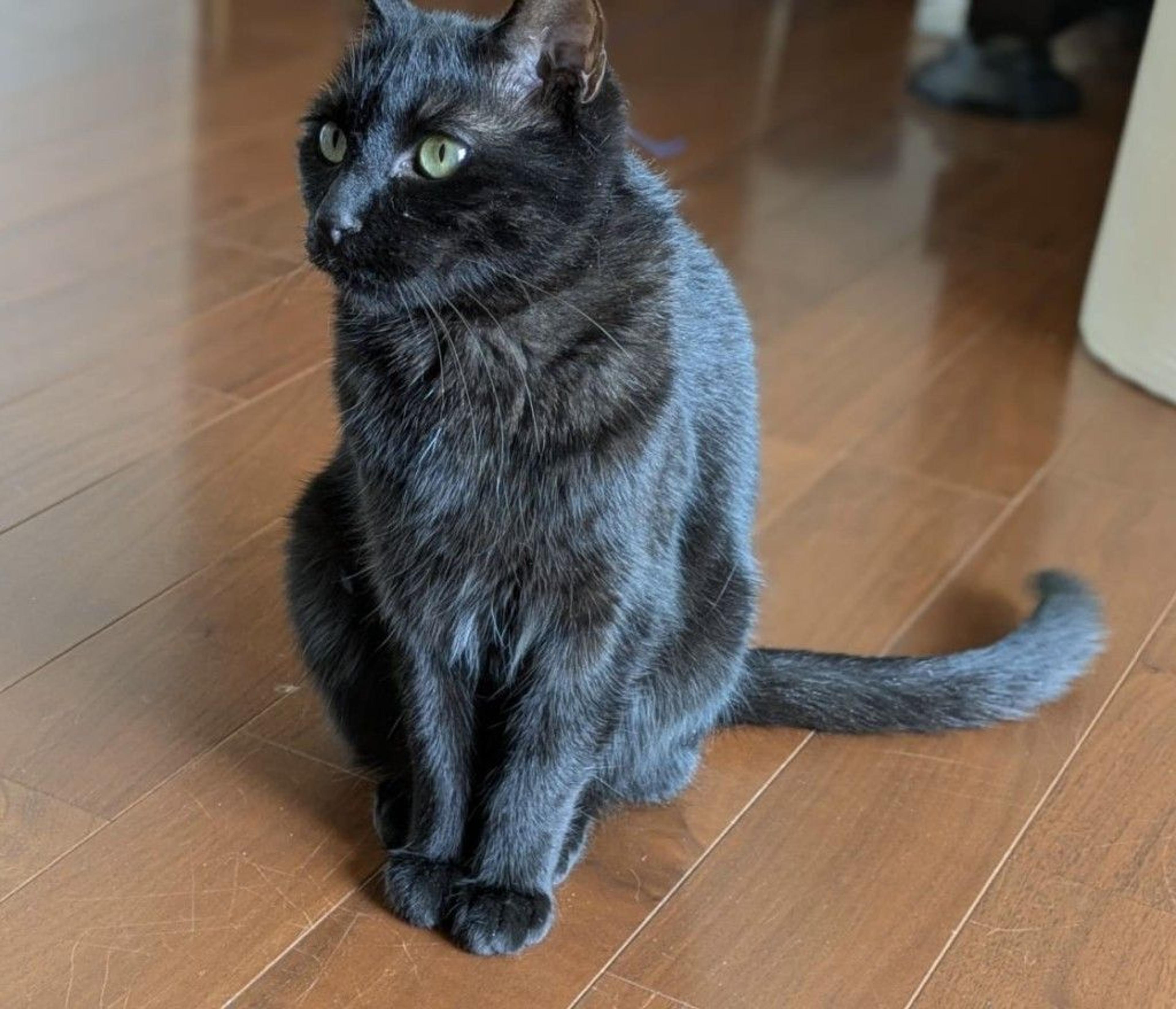 pet-image-4