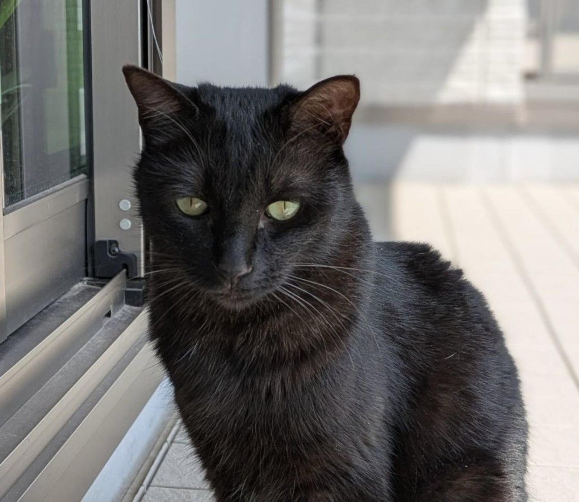 pet-image-9
