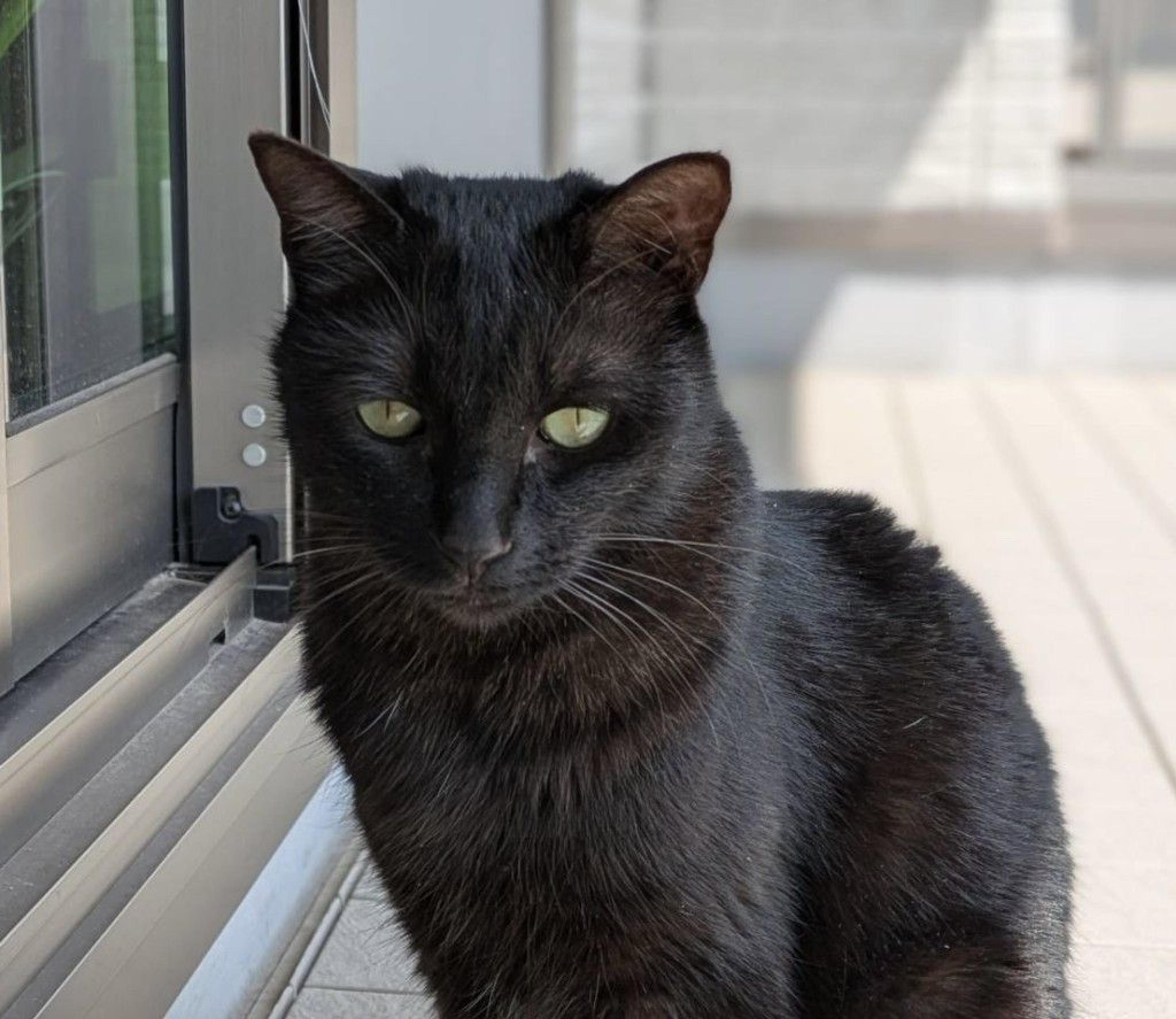 pet-image-9