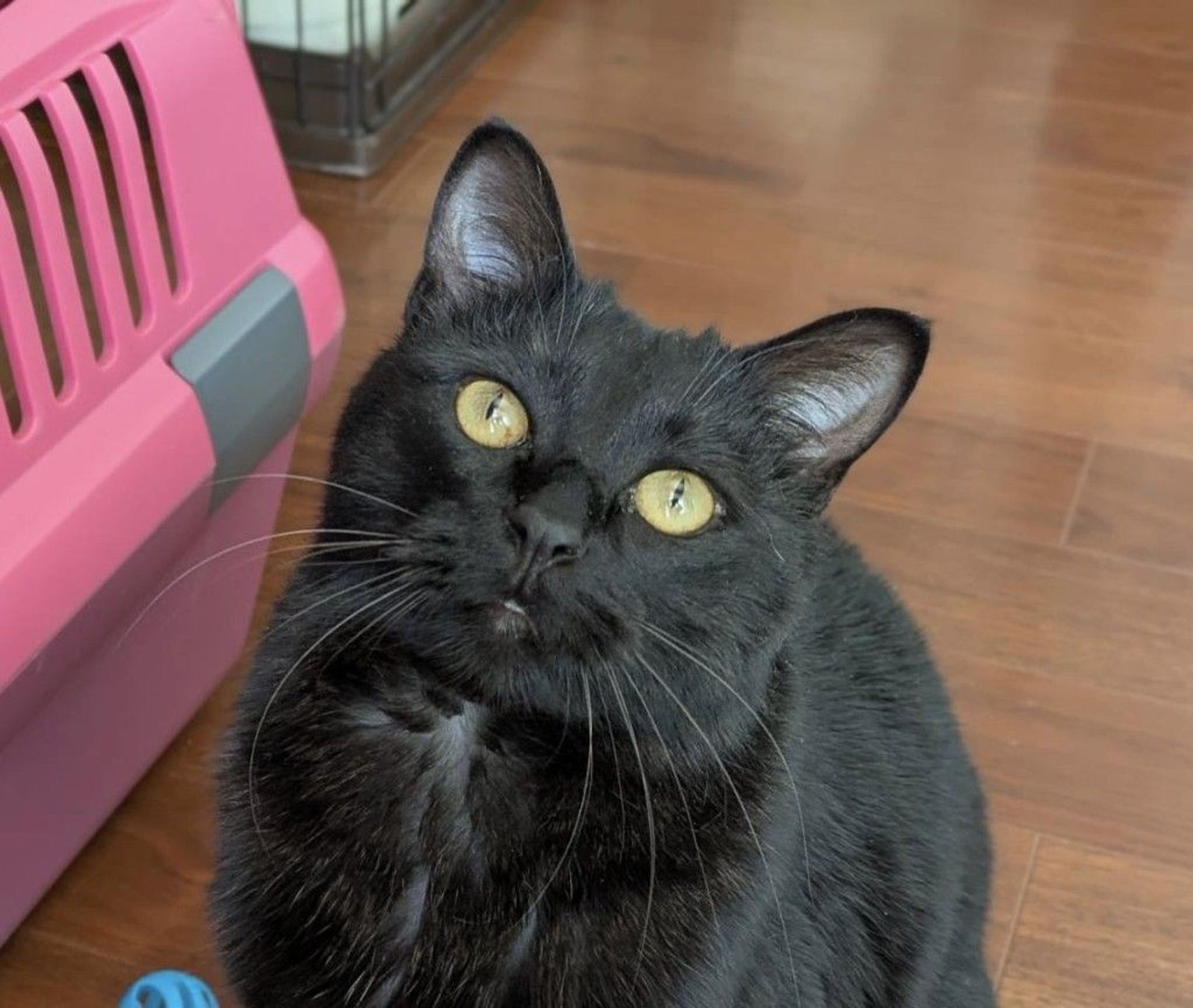 雑種（ミックス猫）・メスの里親募集の写真