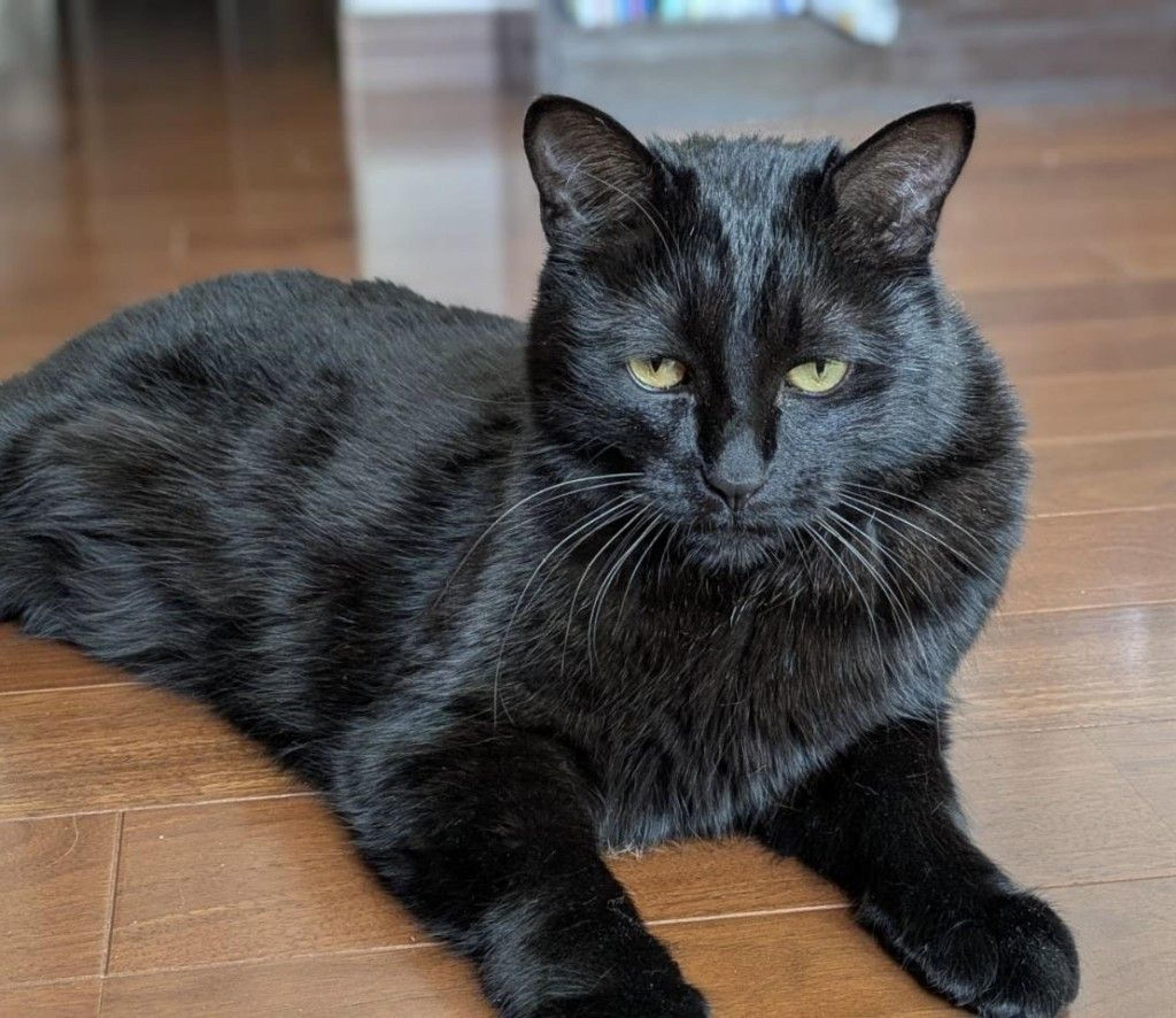 pet-image-5