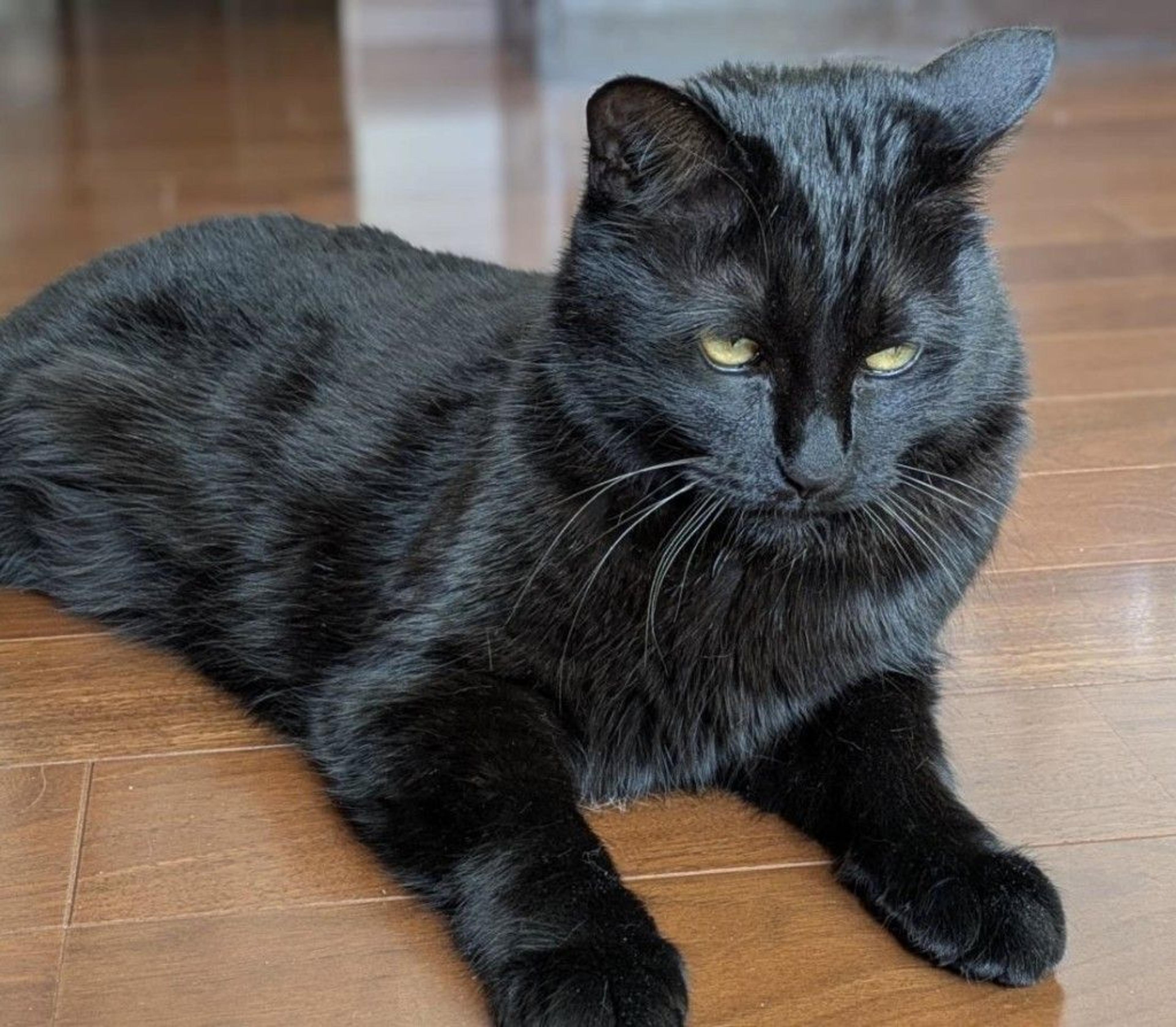 pet-image-6