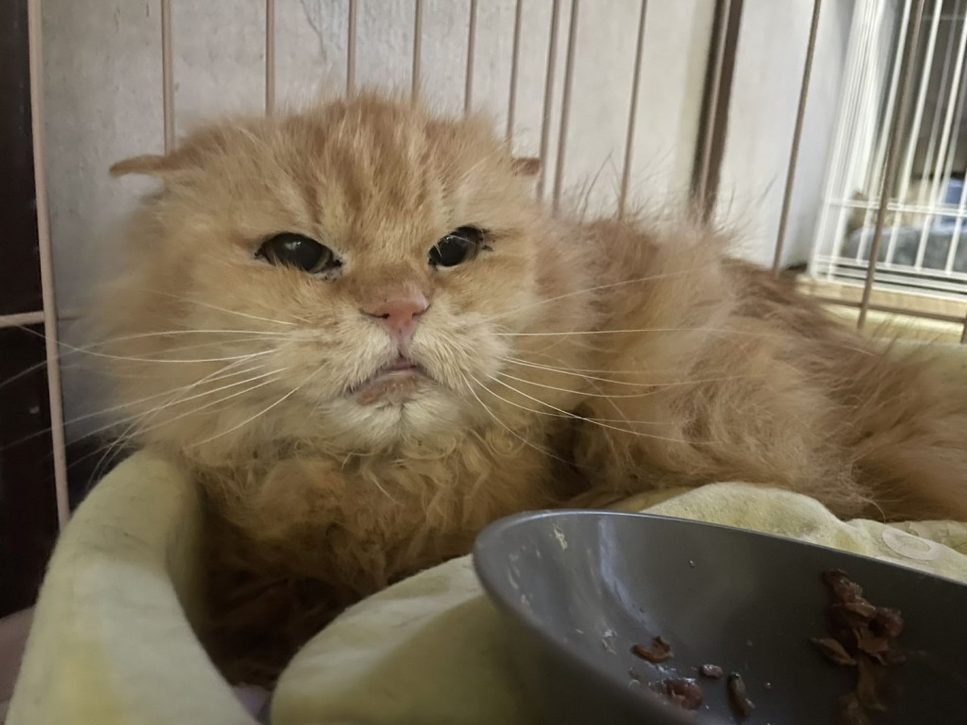 雑種（ミックス猫）・オスの里親募集の写真
