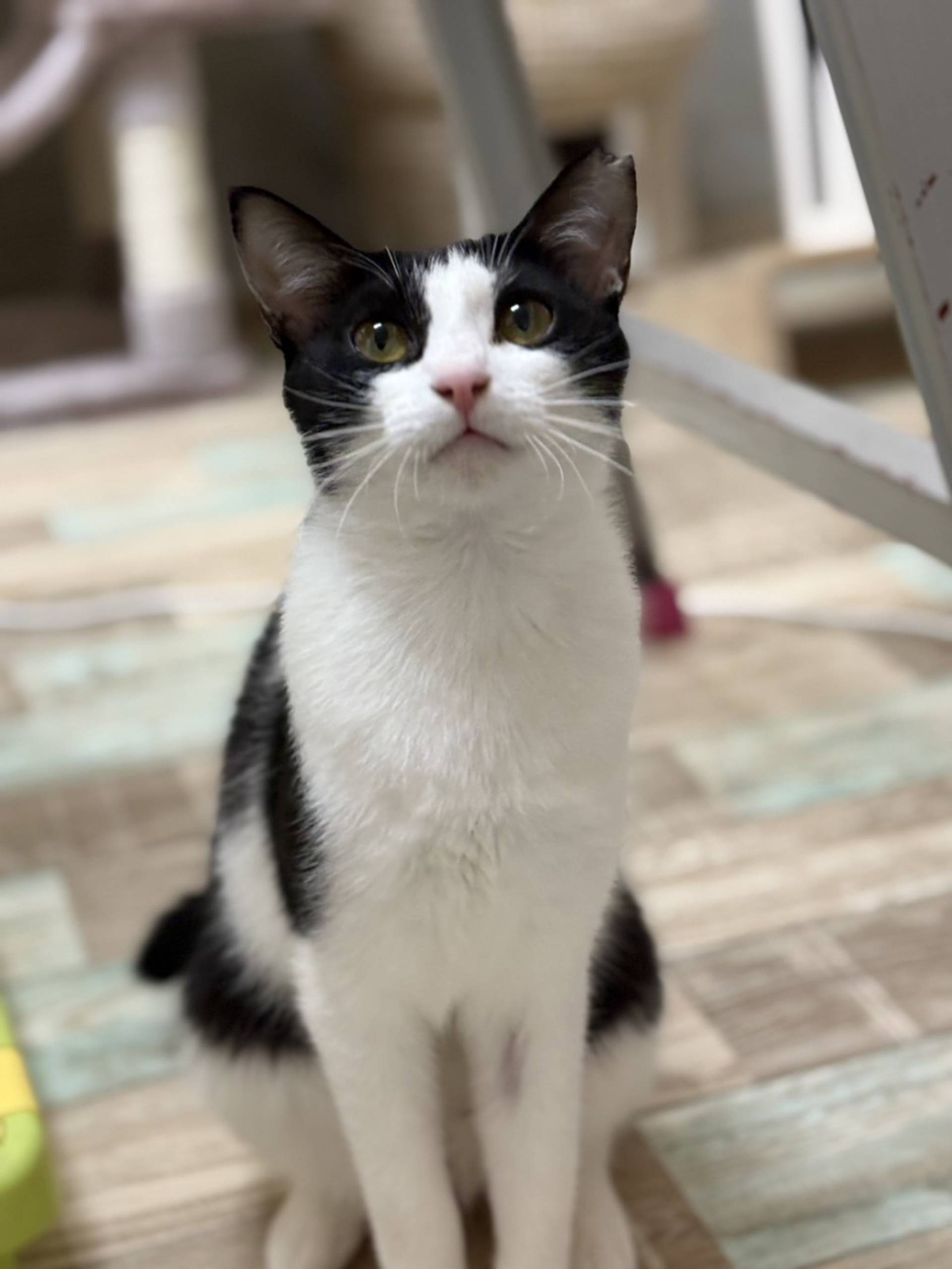 雑種（ミックス猫）・メスの里親募集の写真