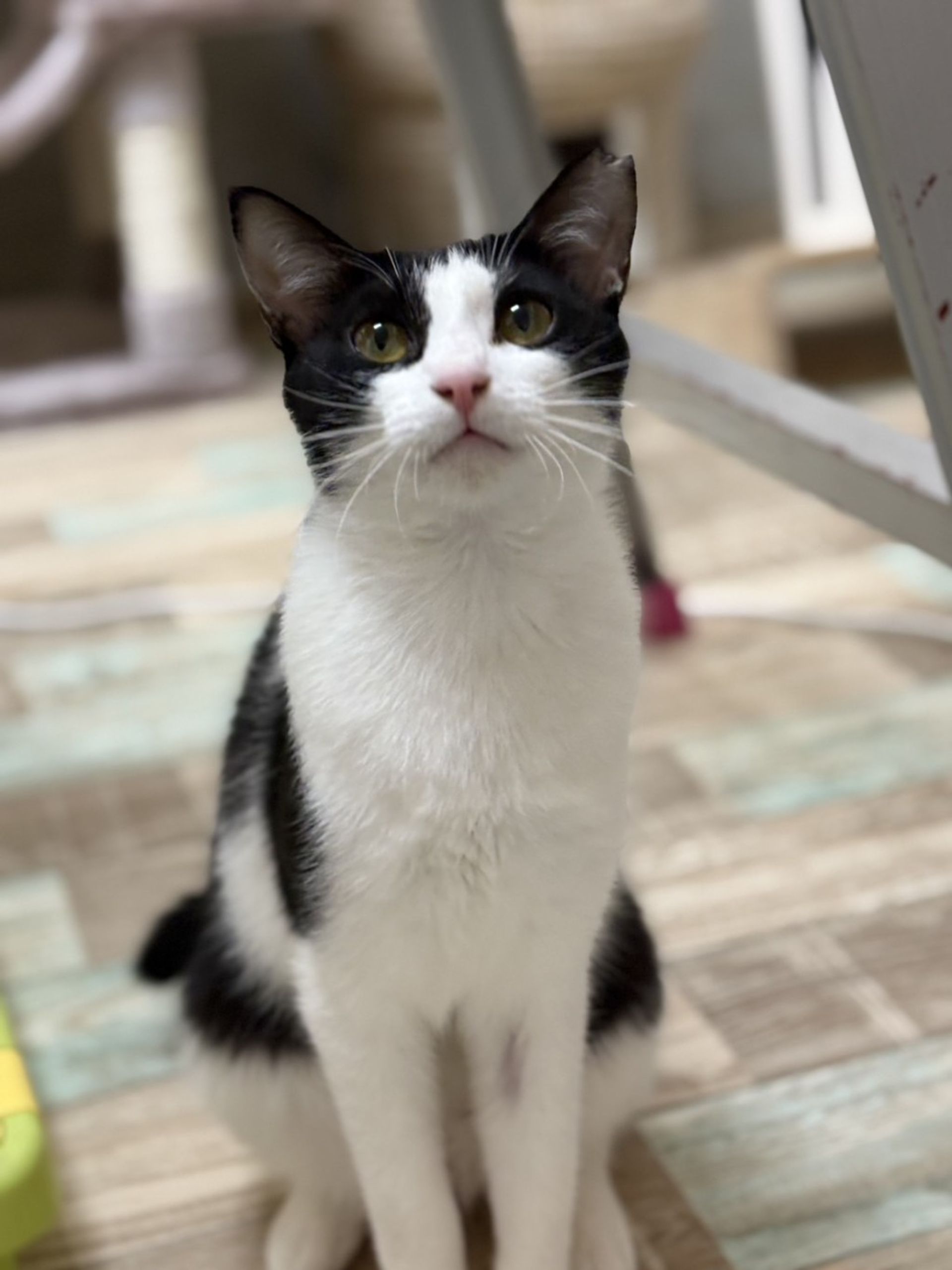 雑種（ミックス猫）・メスの里親募集の写真