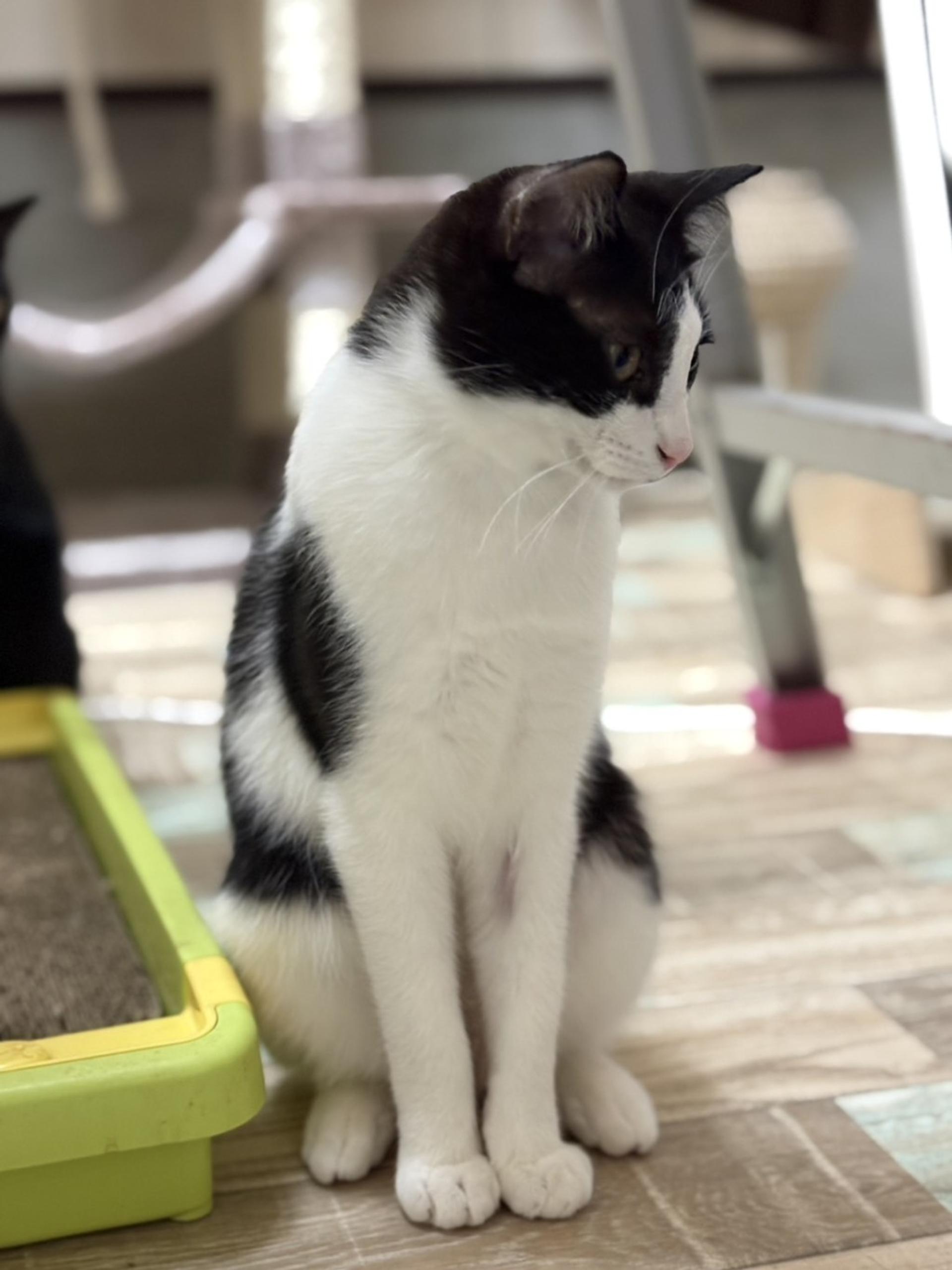 pet-image-2