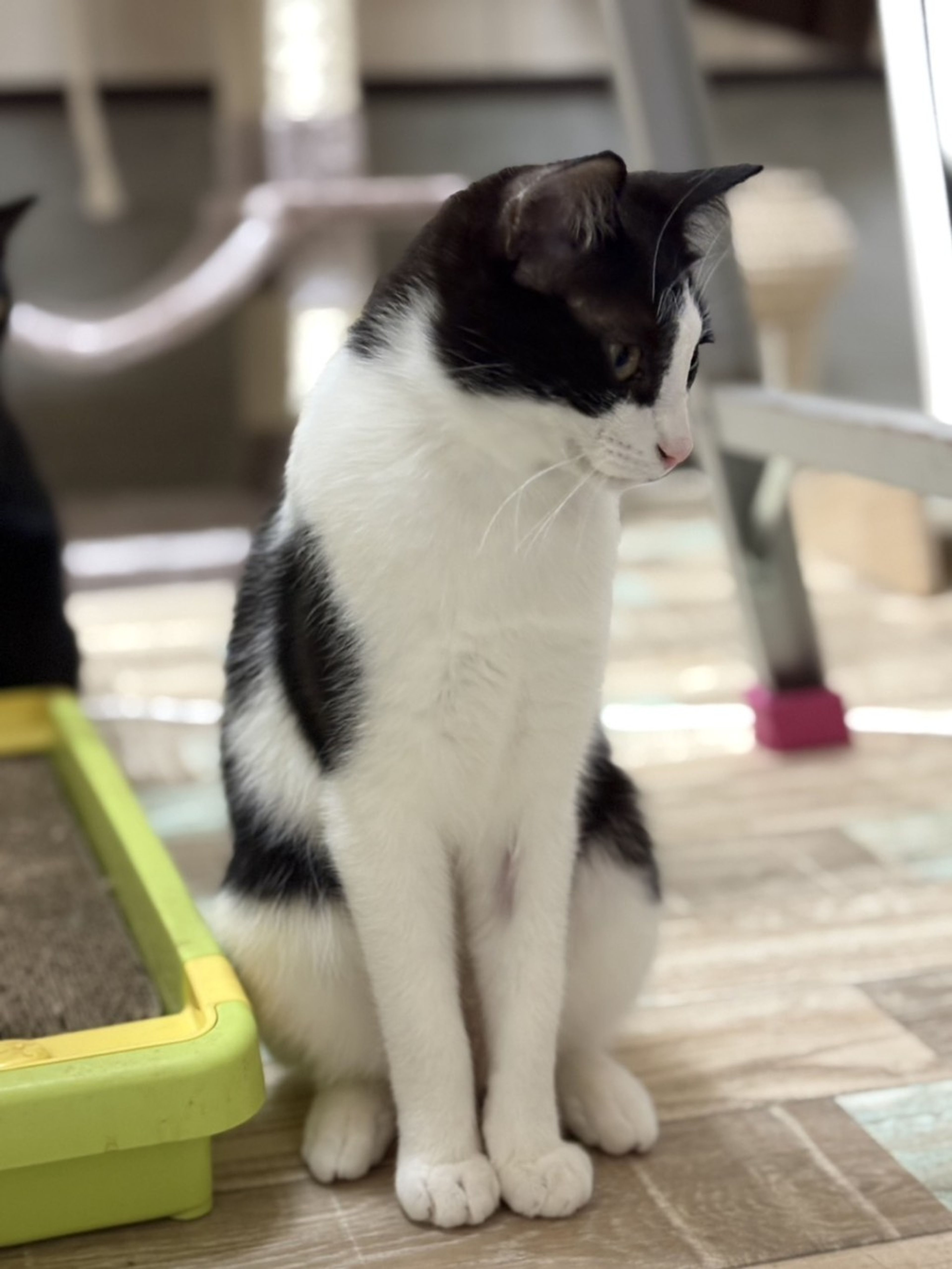 pet-image-2