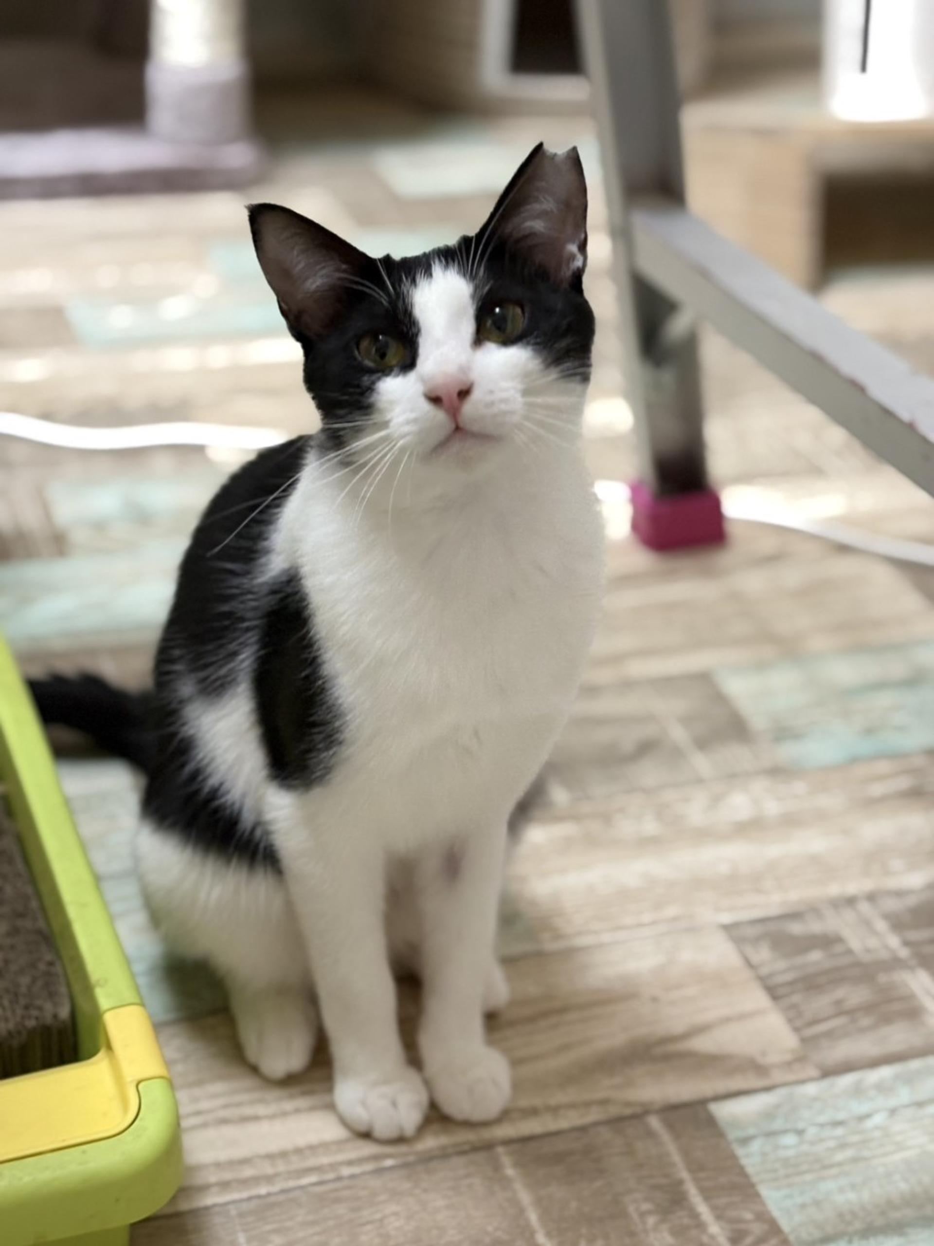 pet-image-3
