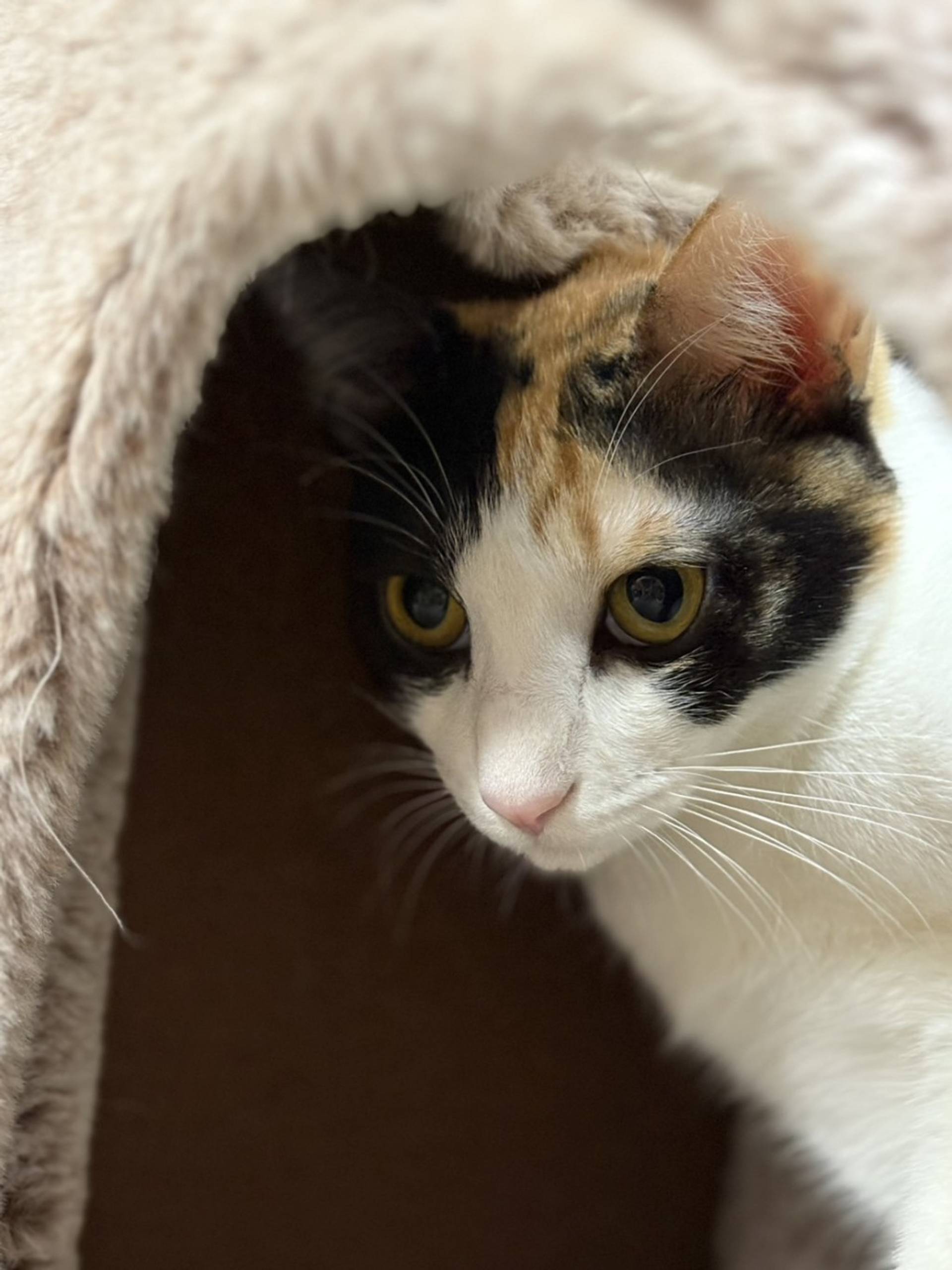 雑種（ミックス猫）・メスの里親募集の写真