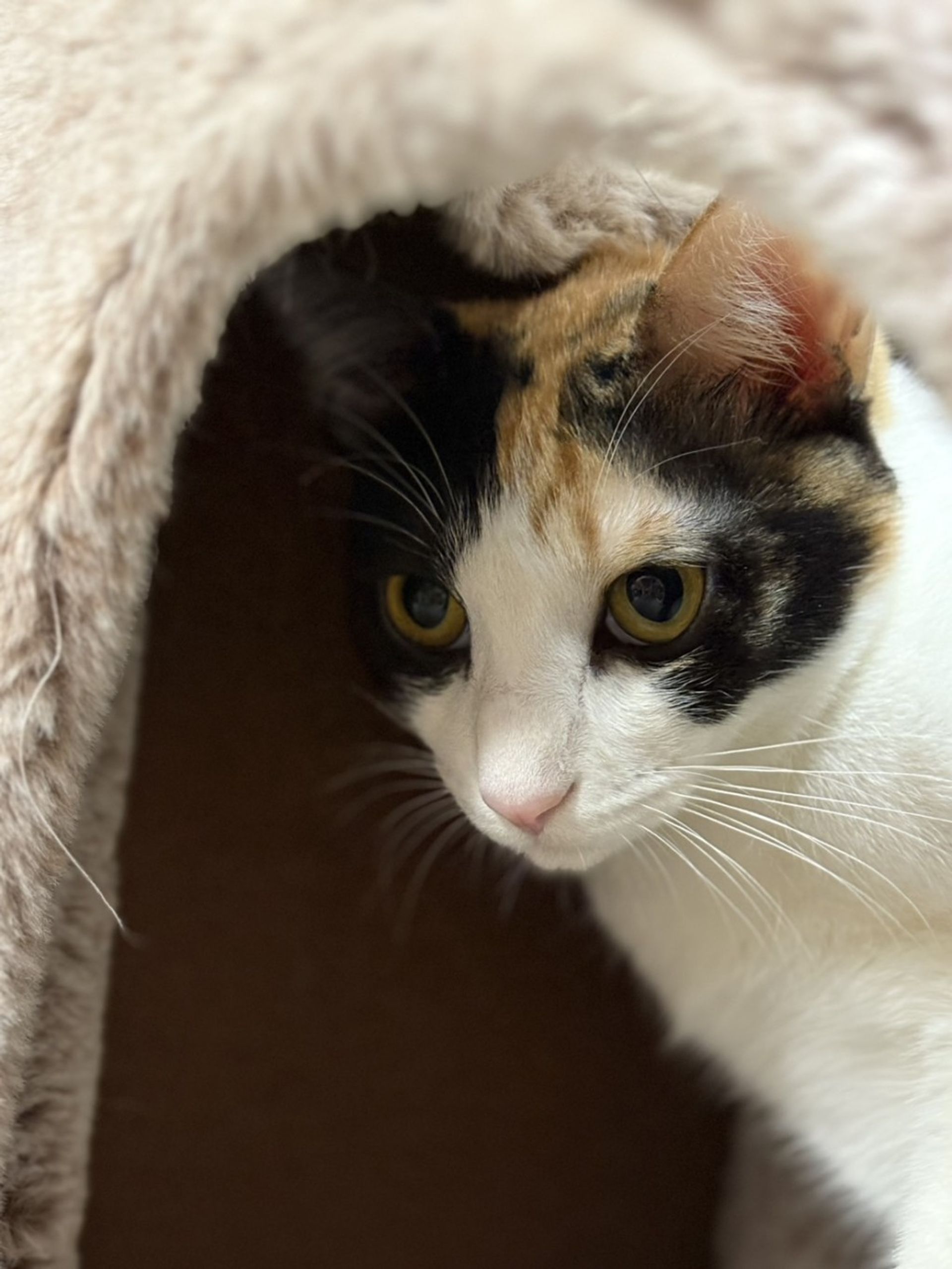 雑種（ミックス猫）・メスの里親募集の写真