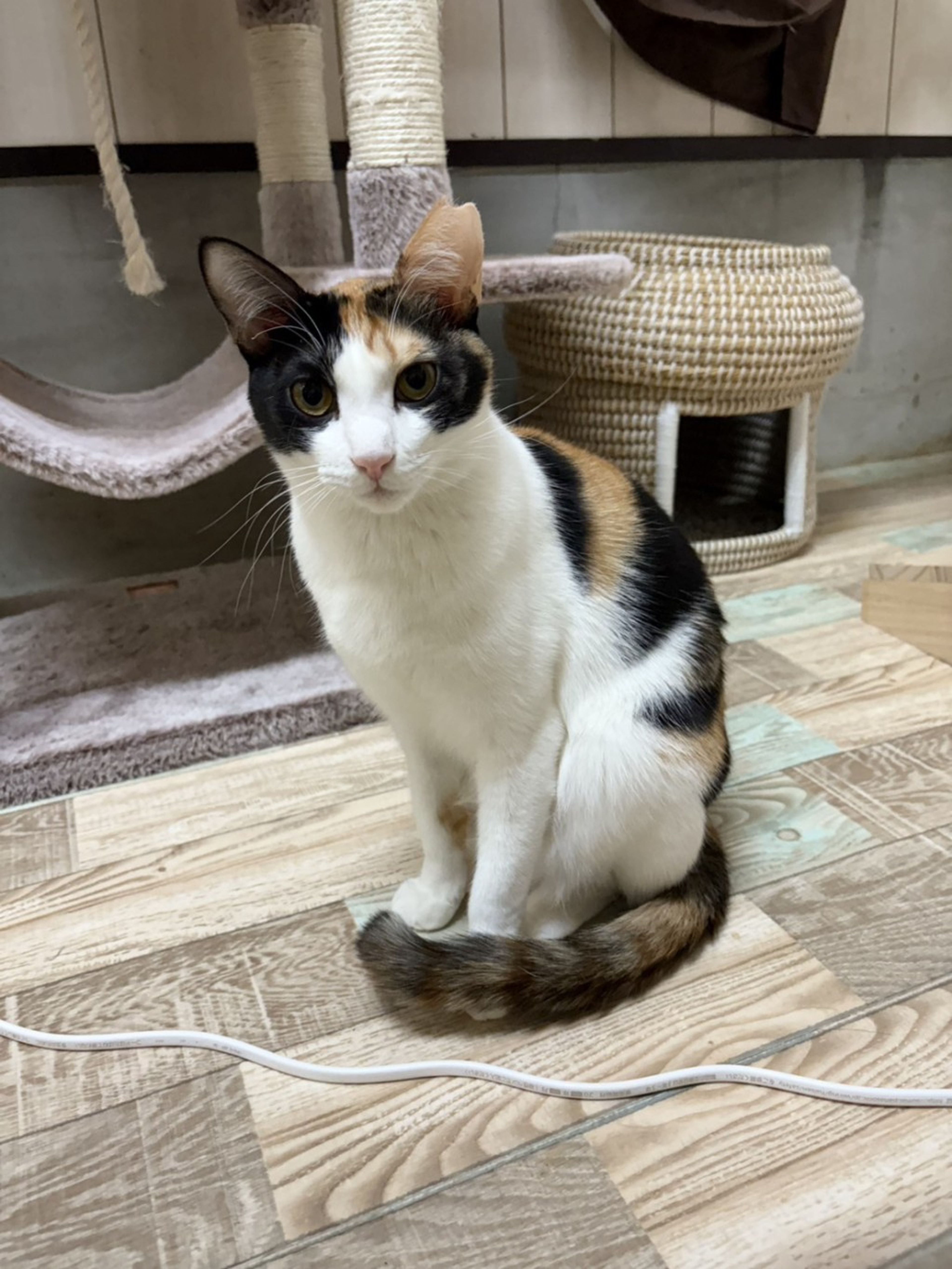 pet-image-2