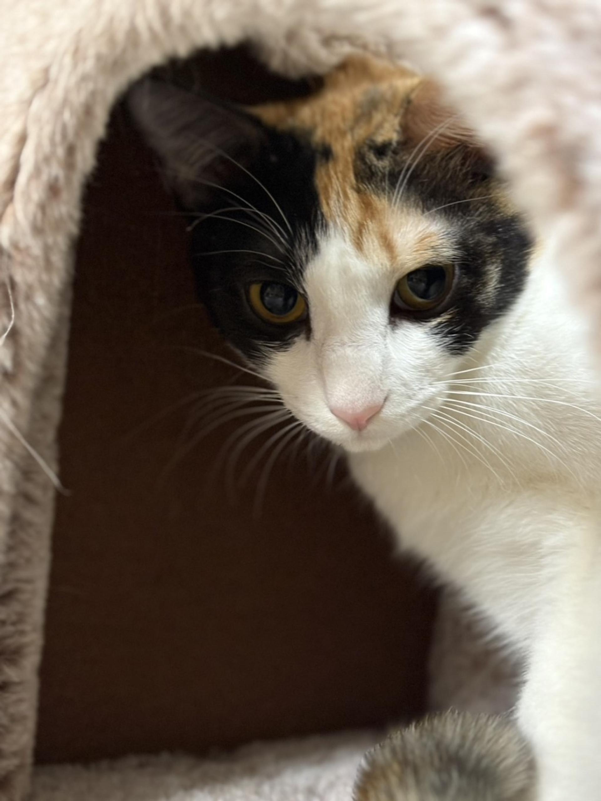 pet-image-3