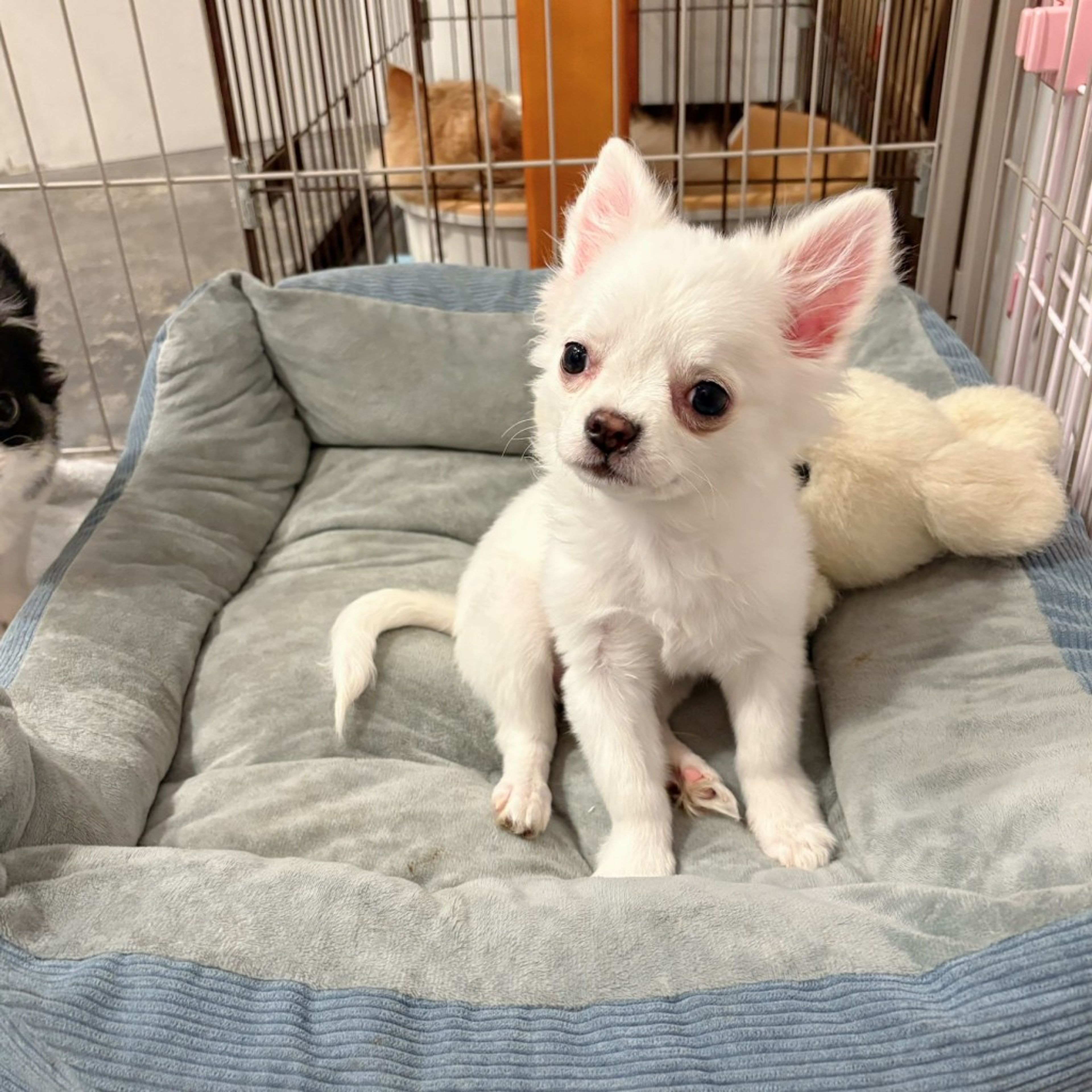 pet-image-3
