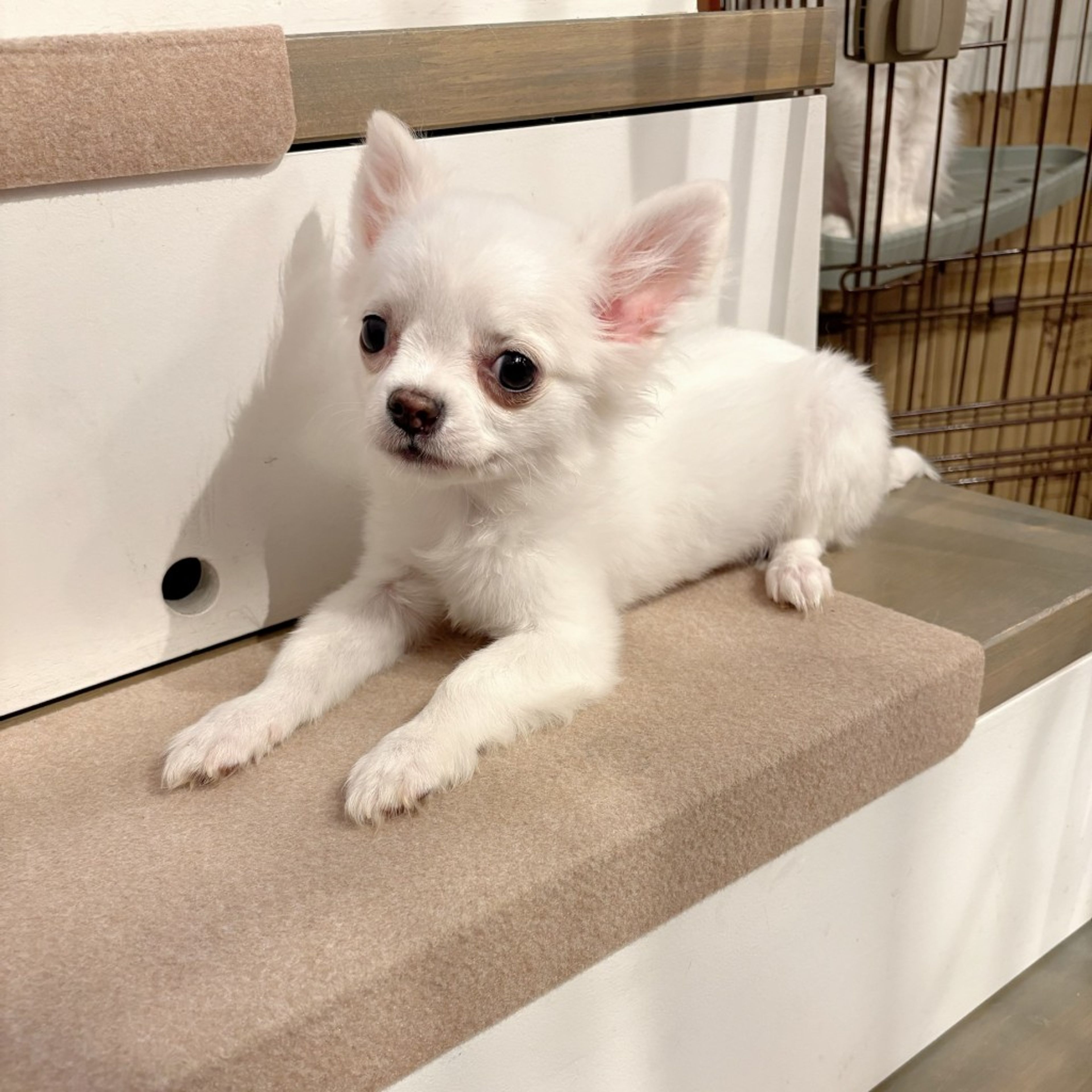 pet-image-4