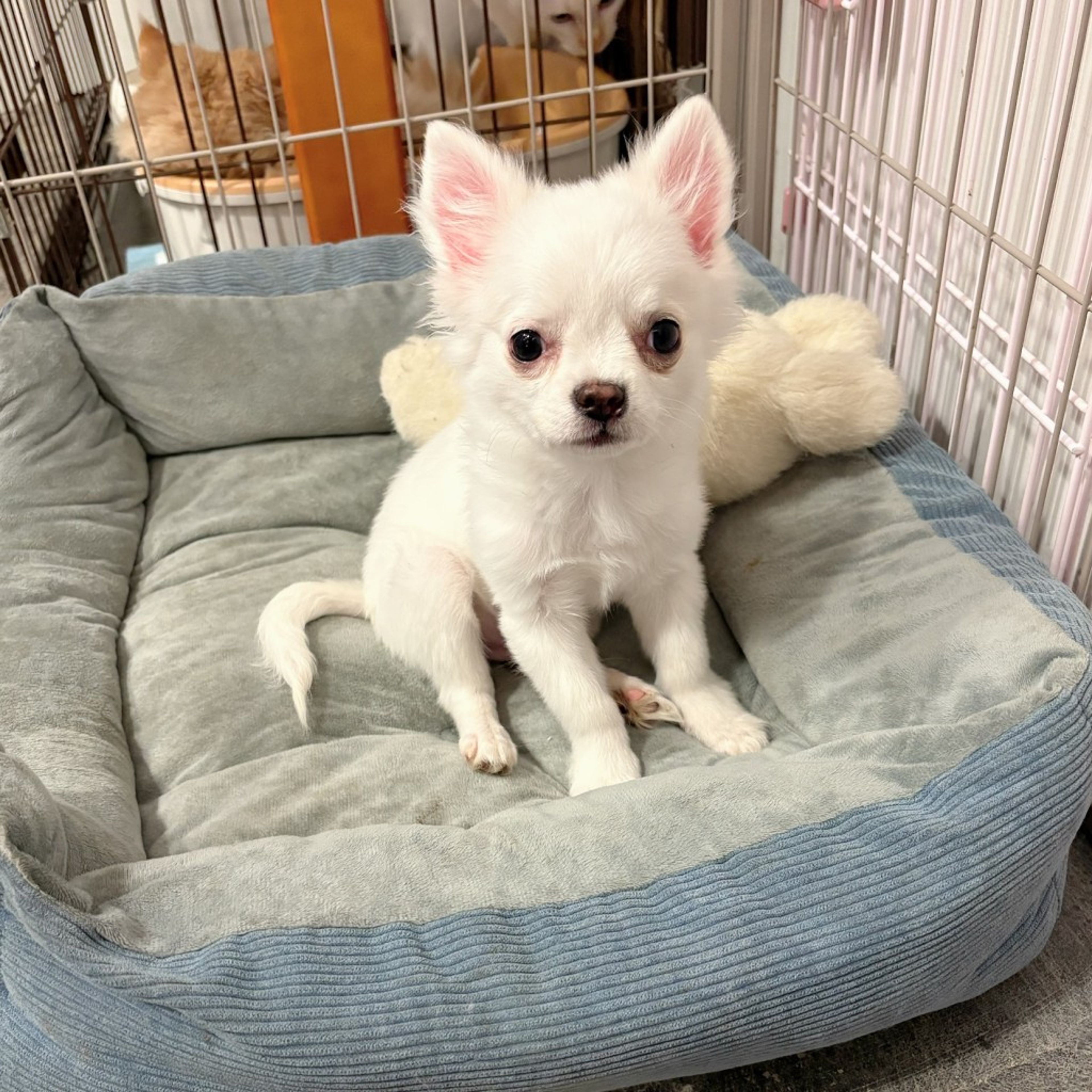 pet-image-5