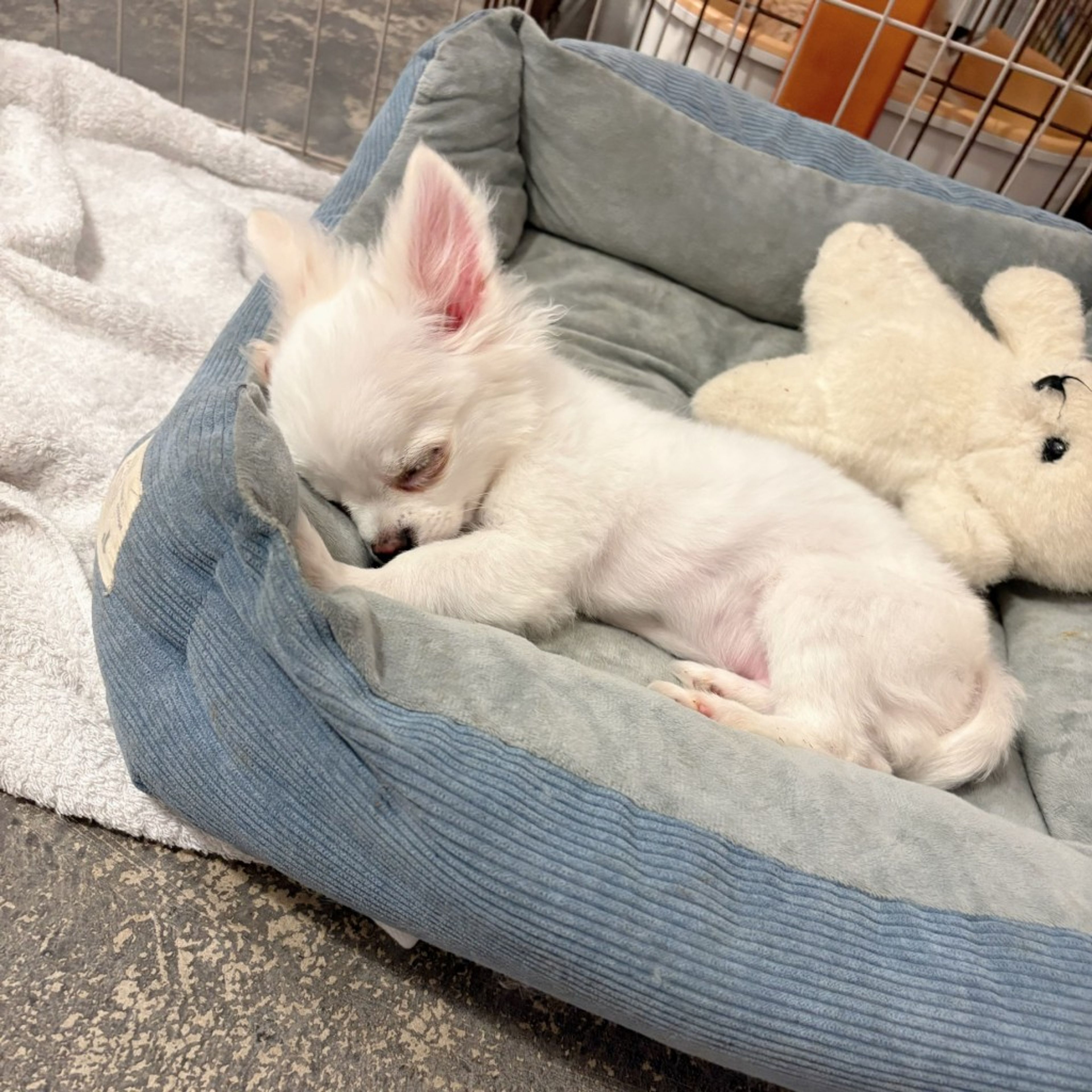 pet-image-6