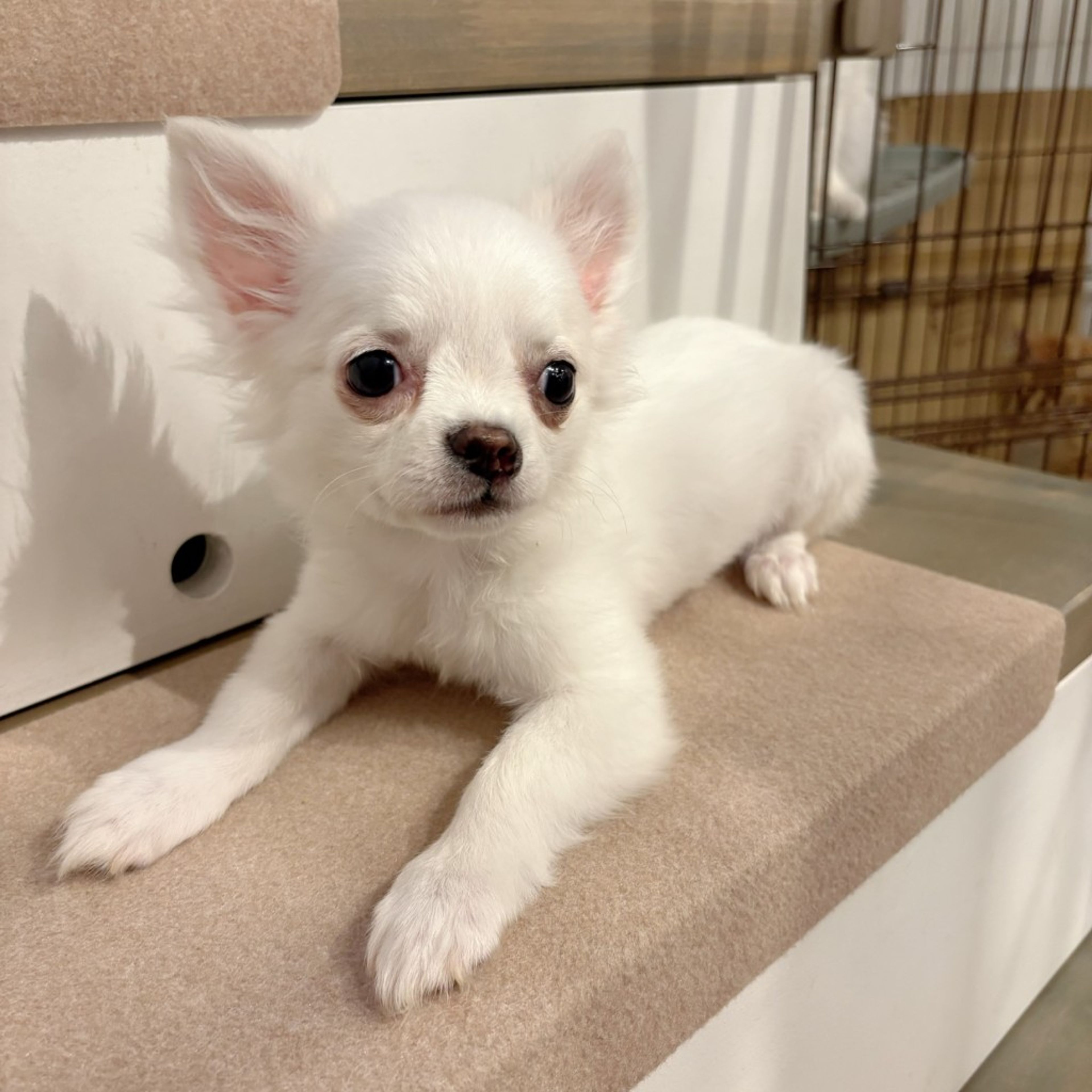 pet-image-7