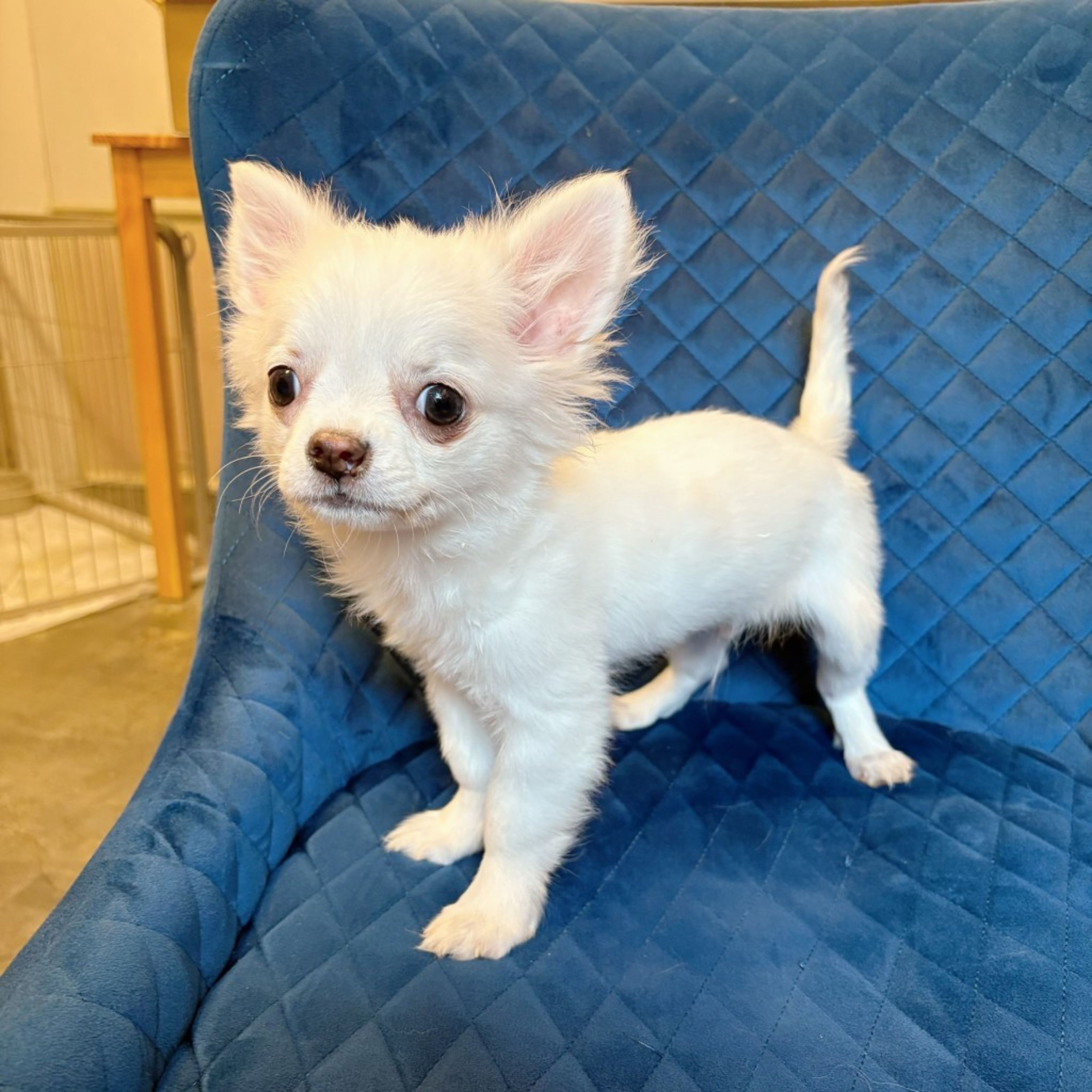 pet-image-8