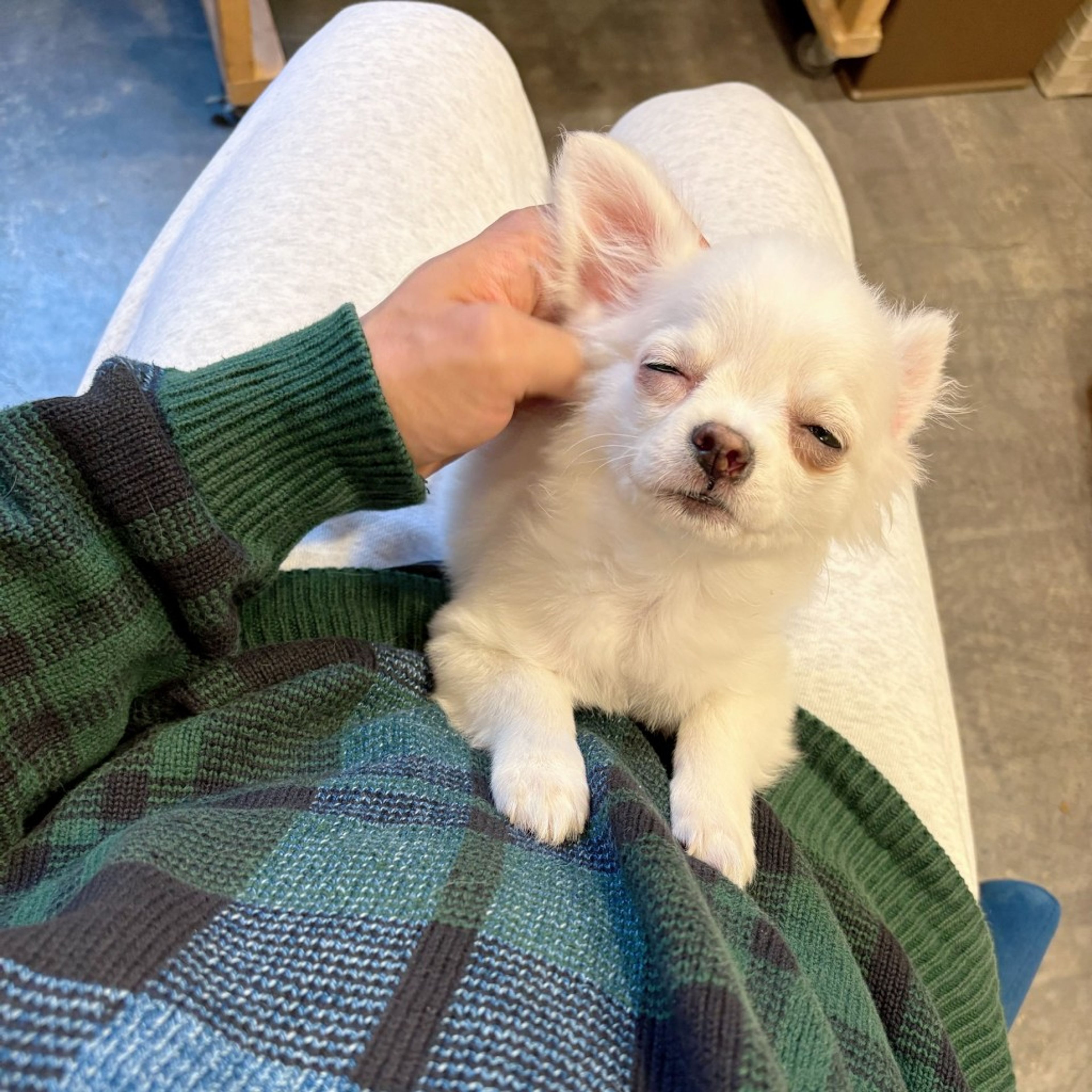 pet-image-2
