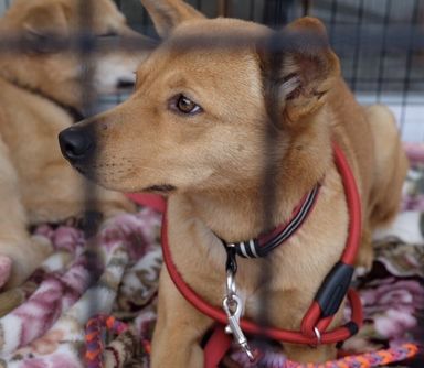 雑種（ミックス犬）・メスの里親募集の写真