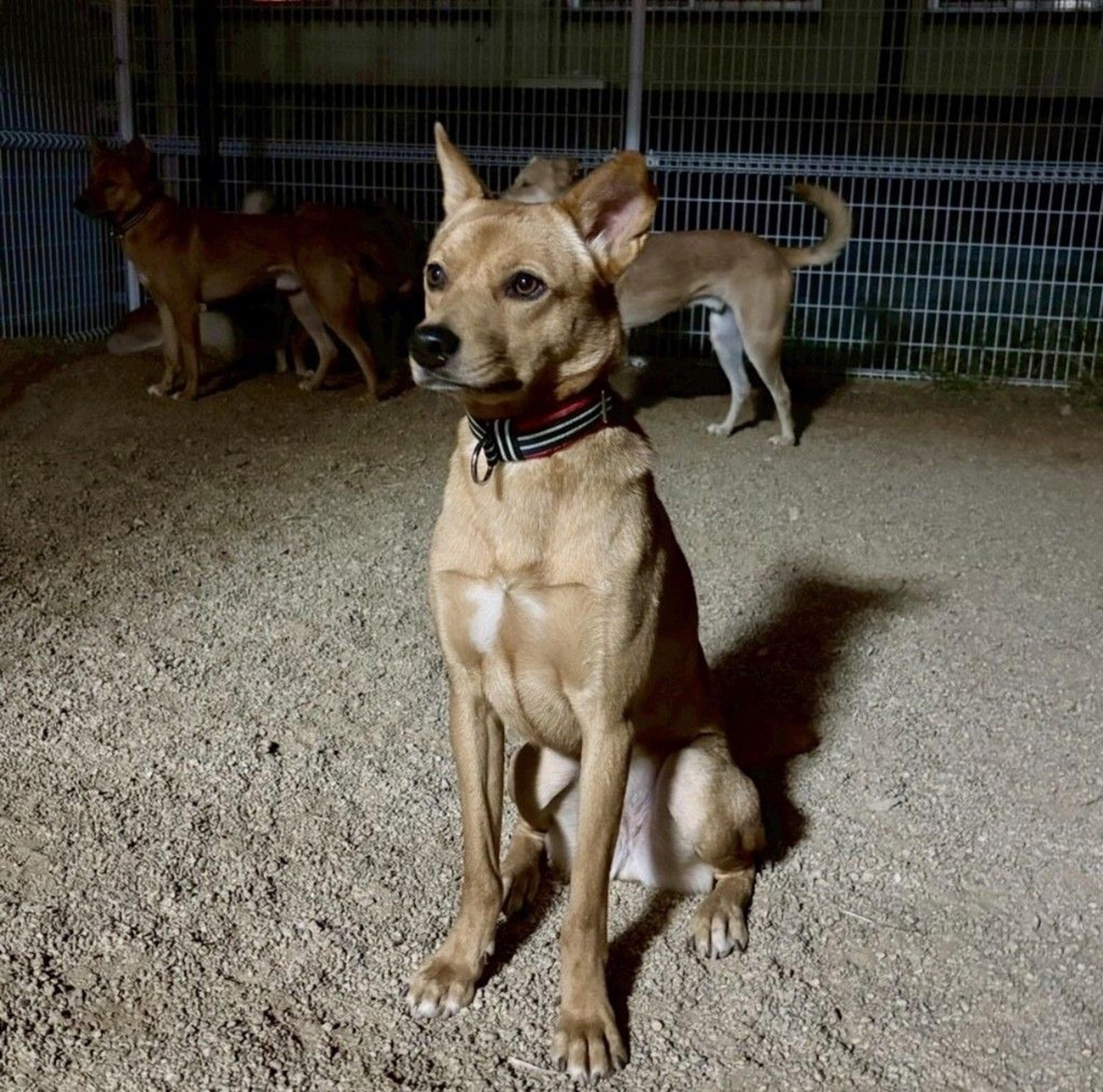 pet-image-7