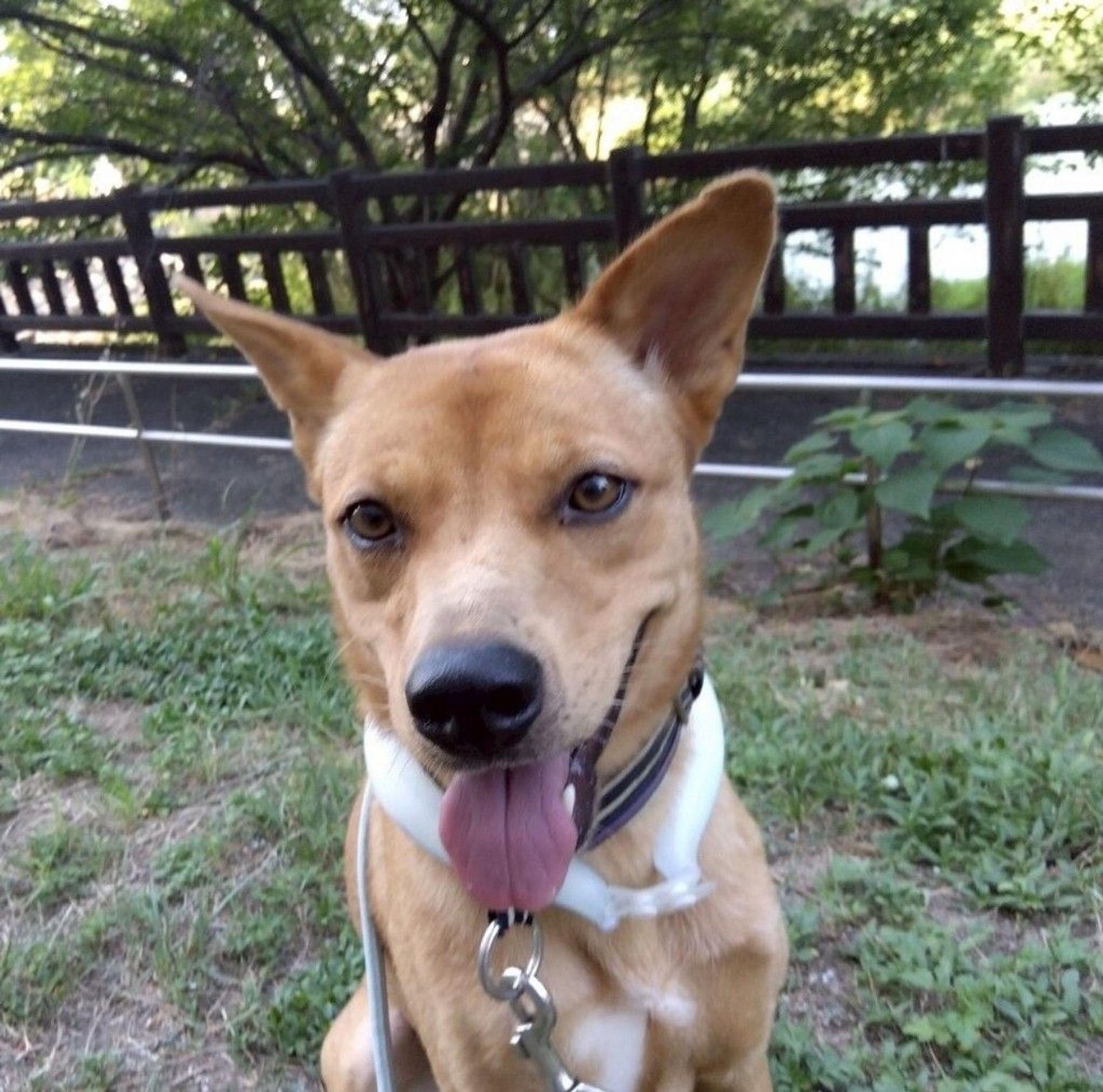 pet-image-5