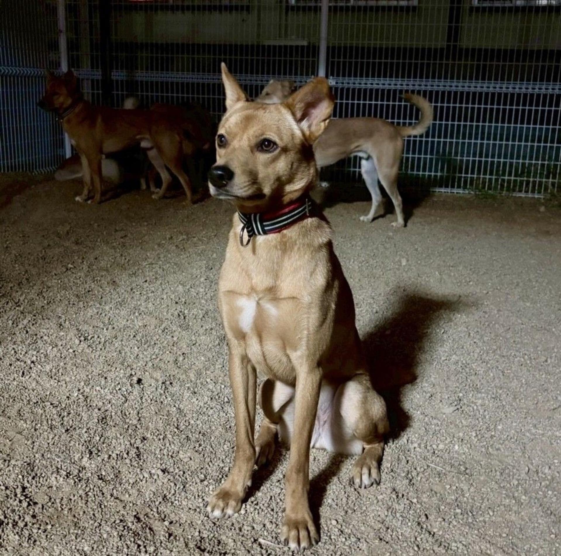 pet-image-7